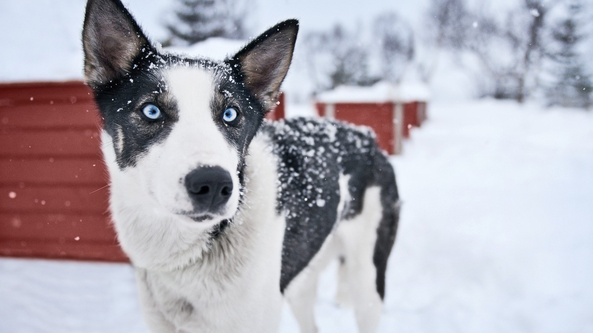 Norwegian husky