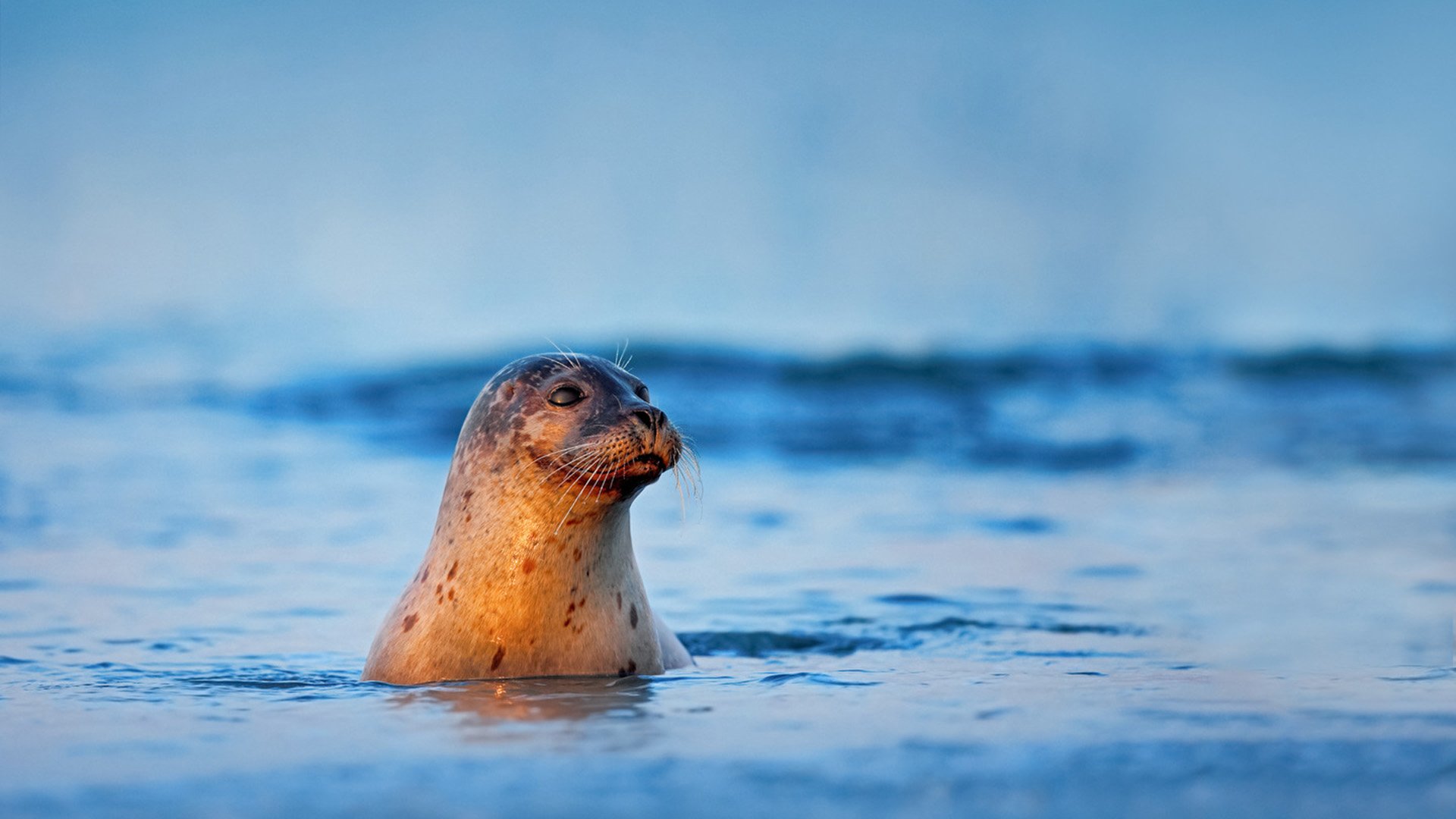 Majestätischer Isfjord: Mit dem Katamaran durch Spitzbergens Fjordlandschaft (kurze Version)
