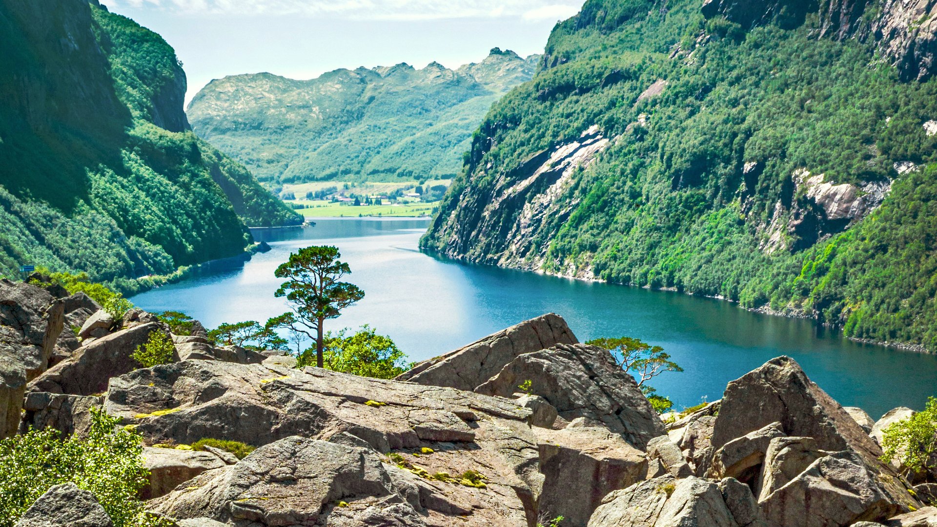 Lonely tree in the Gloppedalsura scree, West Norway.