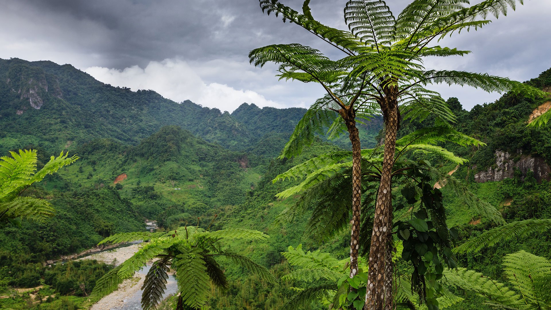 Forest on Fiji - Viti Levu - Oceania