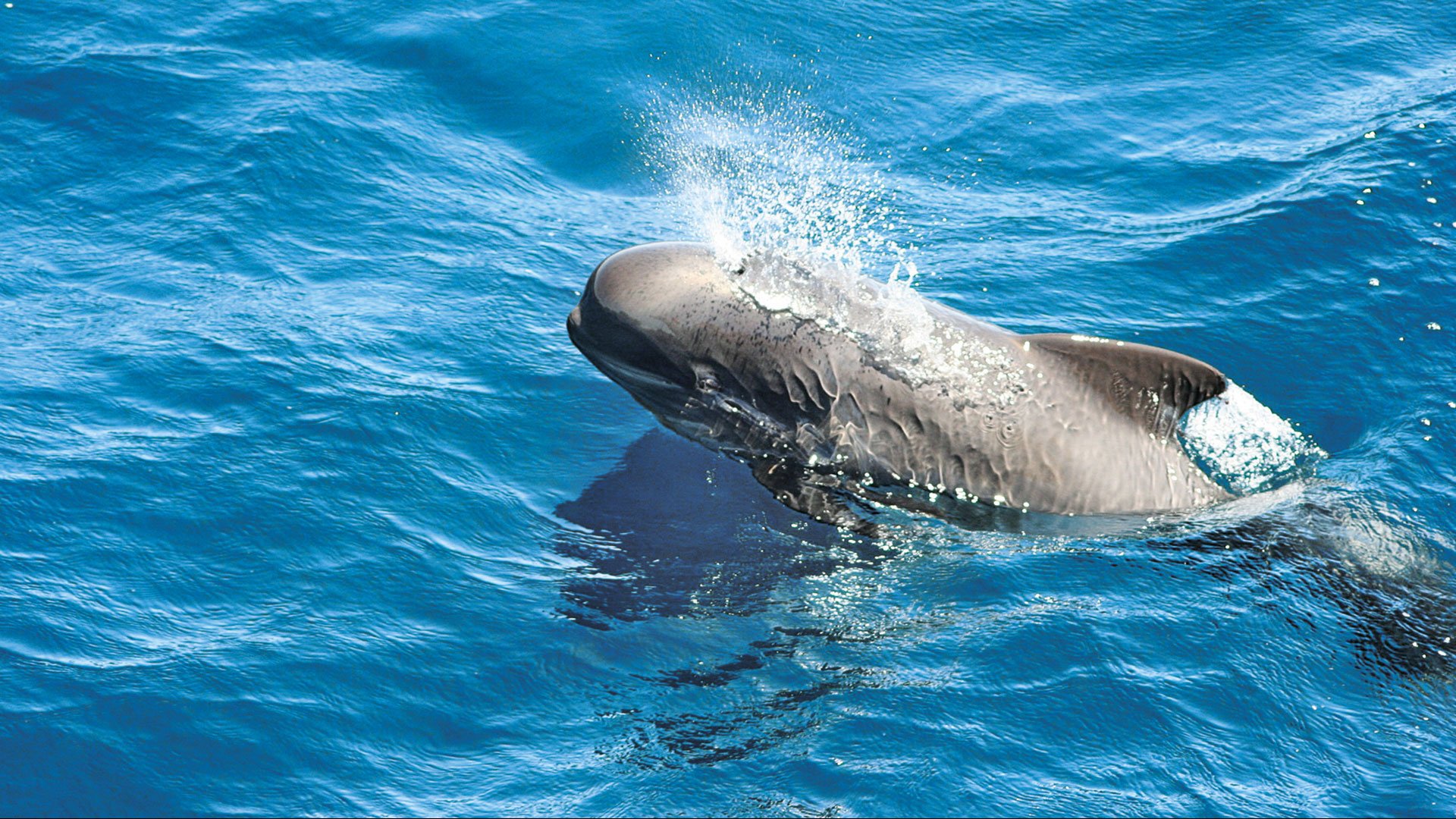 Mit dem Katamaran zu den Walen