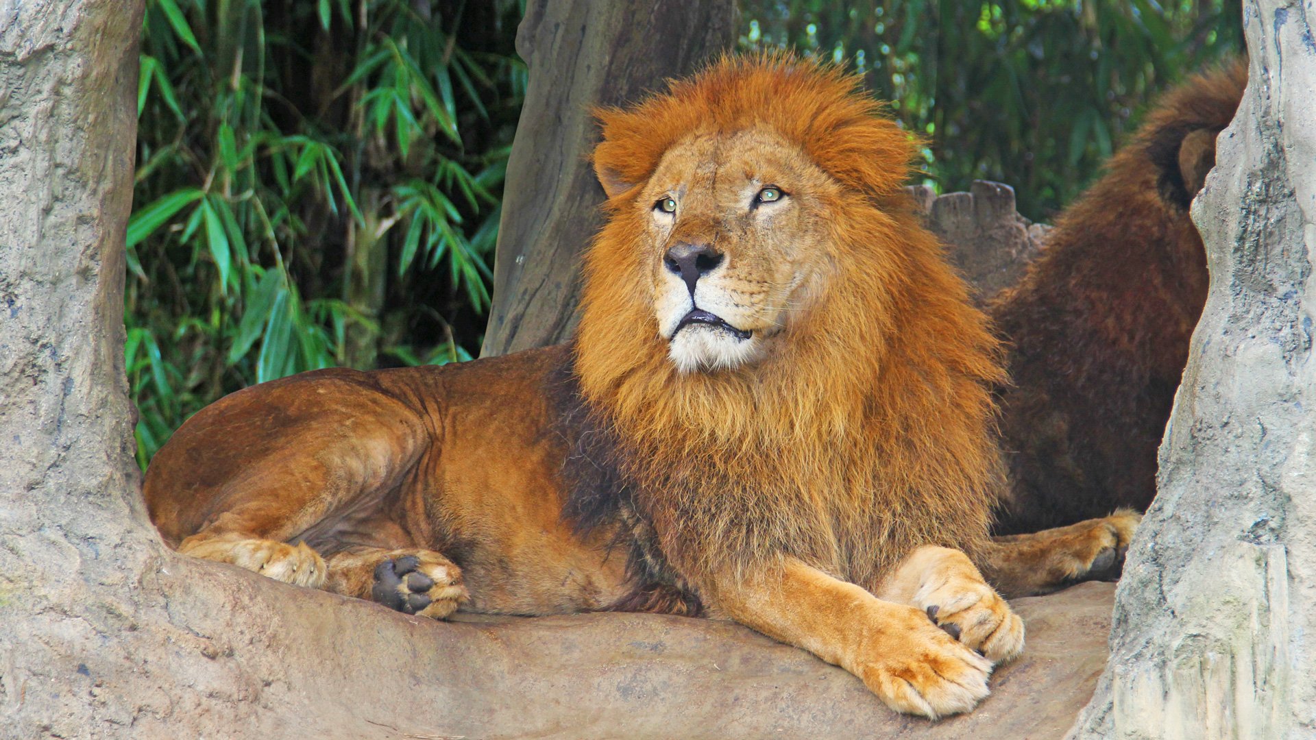 Eintrittsticket Loro Parque