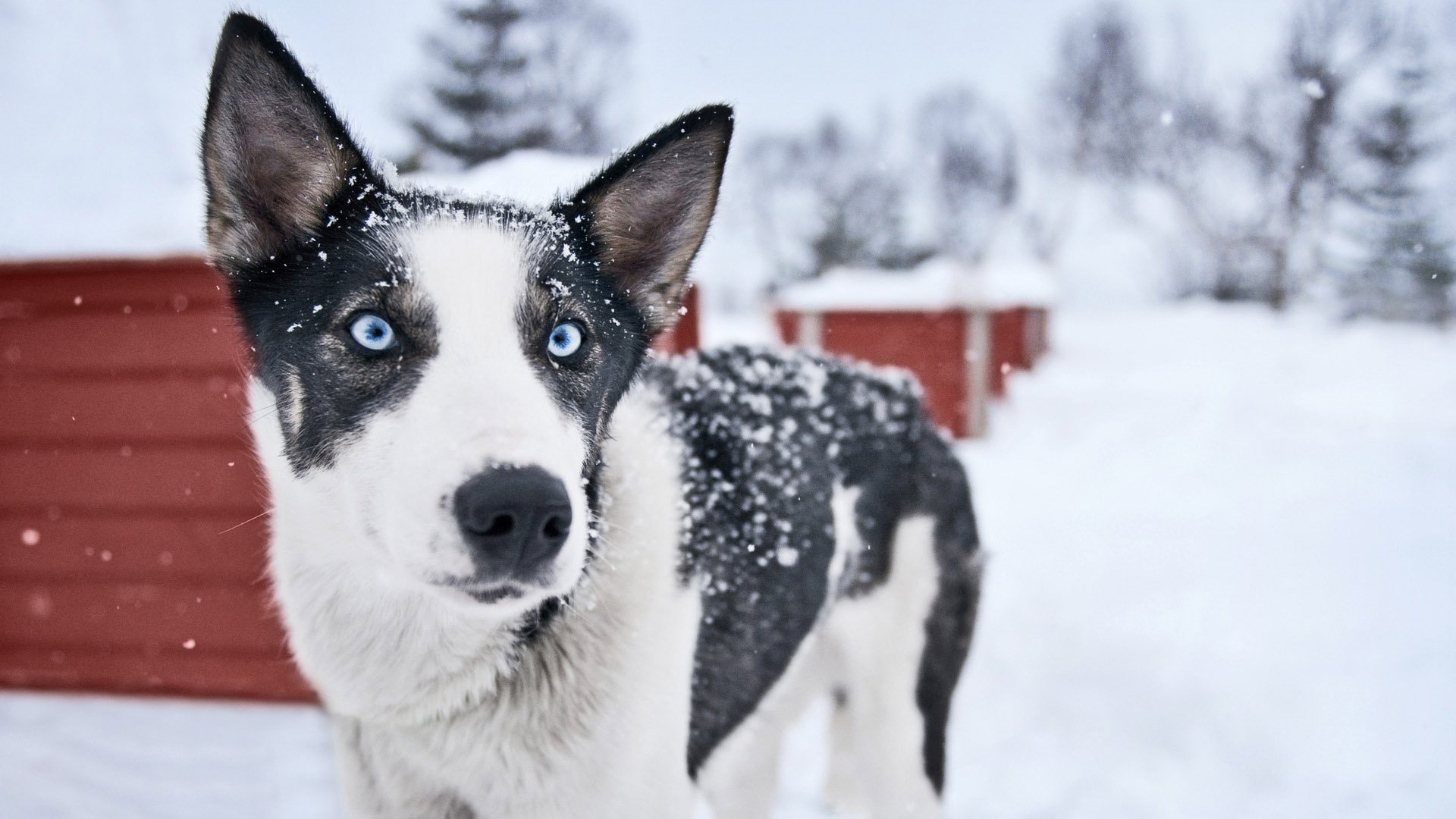 Norwegian husky