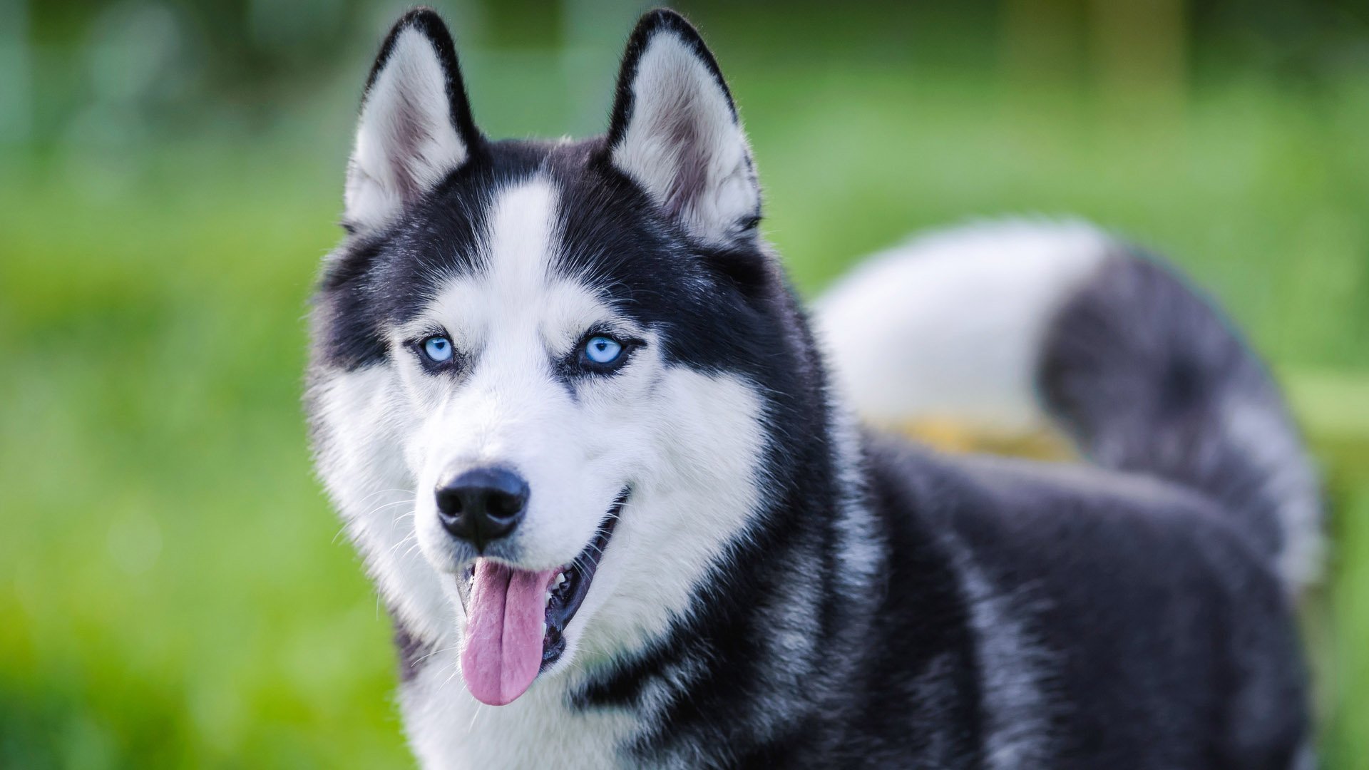 Ein tierisches Erlebnis: Wanderung mit Huskys