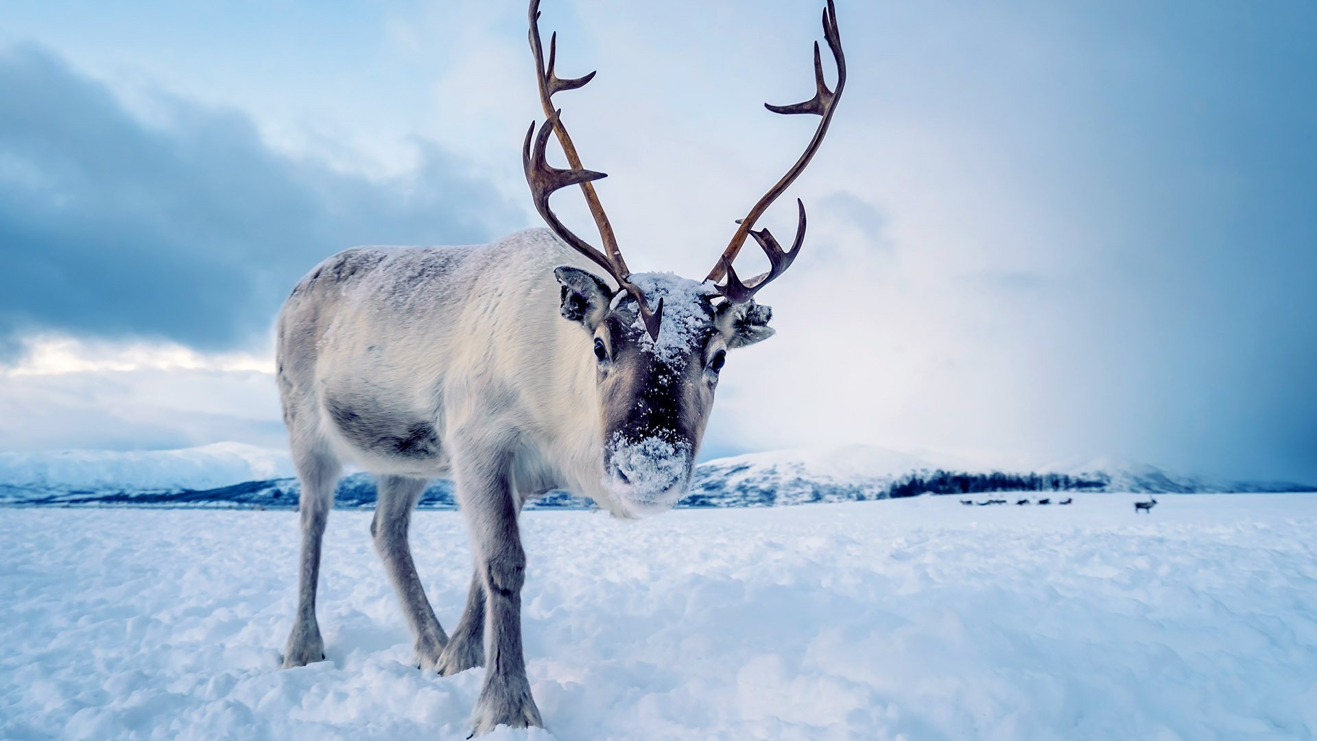 Portrait of a reindeer with massive antlers pulling sleigh in snow, Tromso region, Northern Norway
