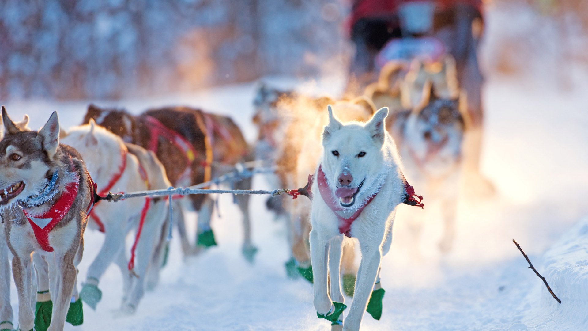 Dogsled team nearing a checkpoint in the Beargrease dogsled race, Two Harbors, Minnesota.