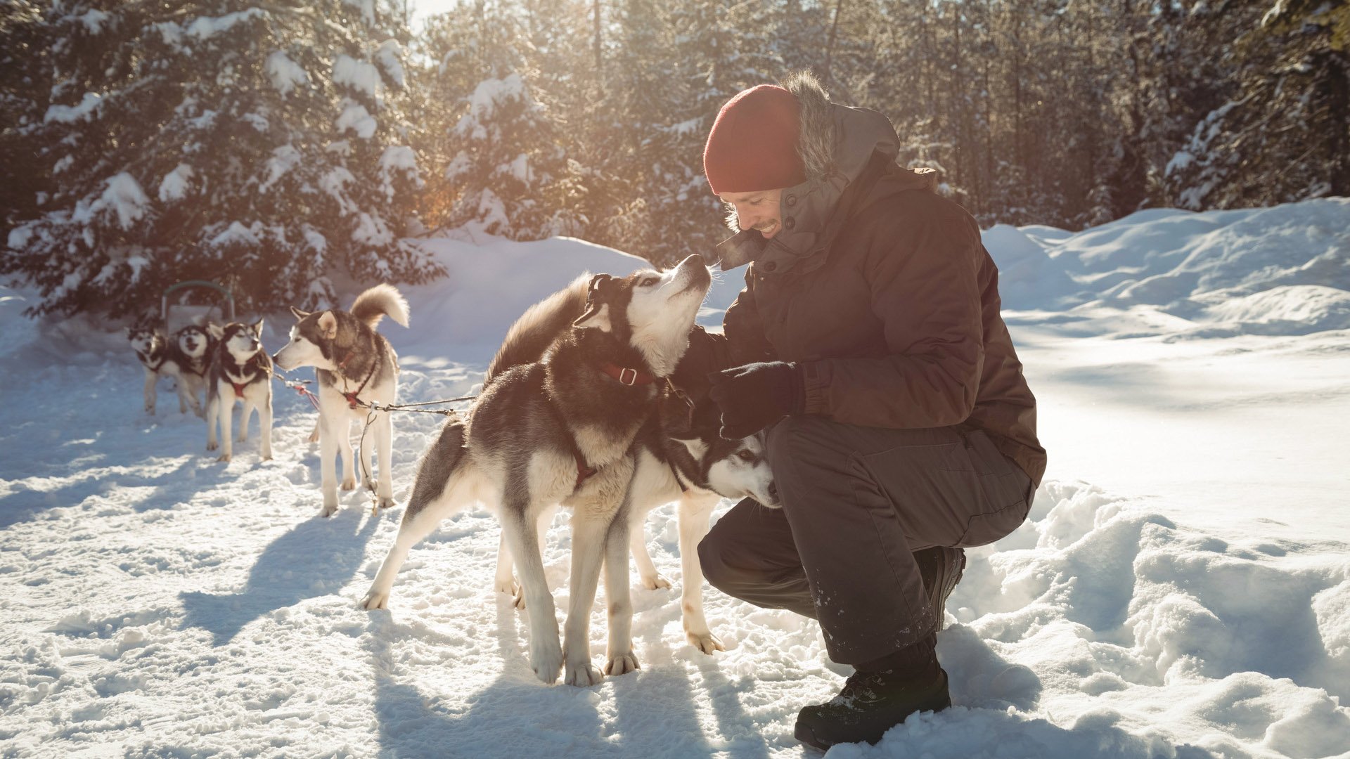 HTWAT5 Musher tying husky dogs to the sledge