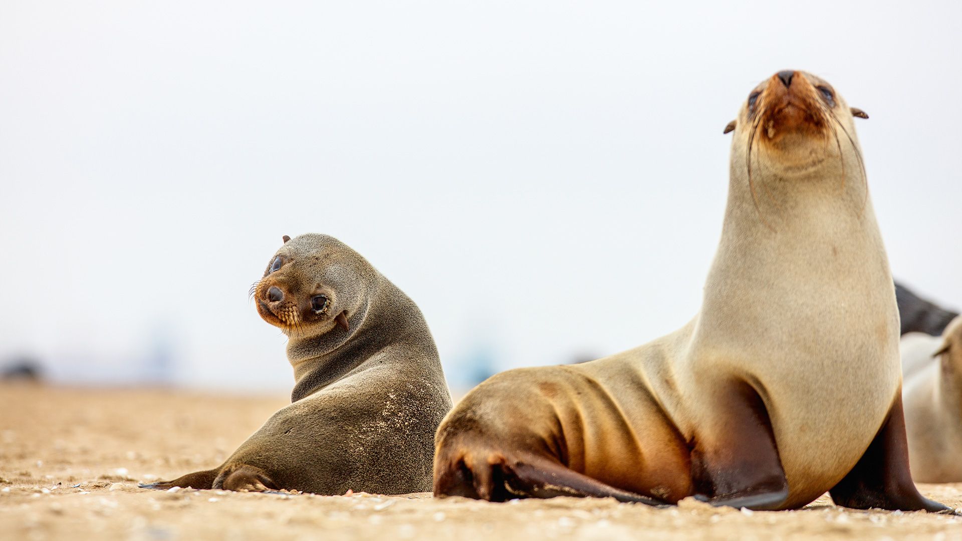 Delfine und Robben in freier Natur