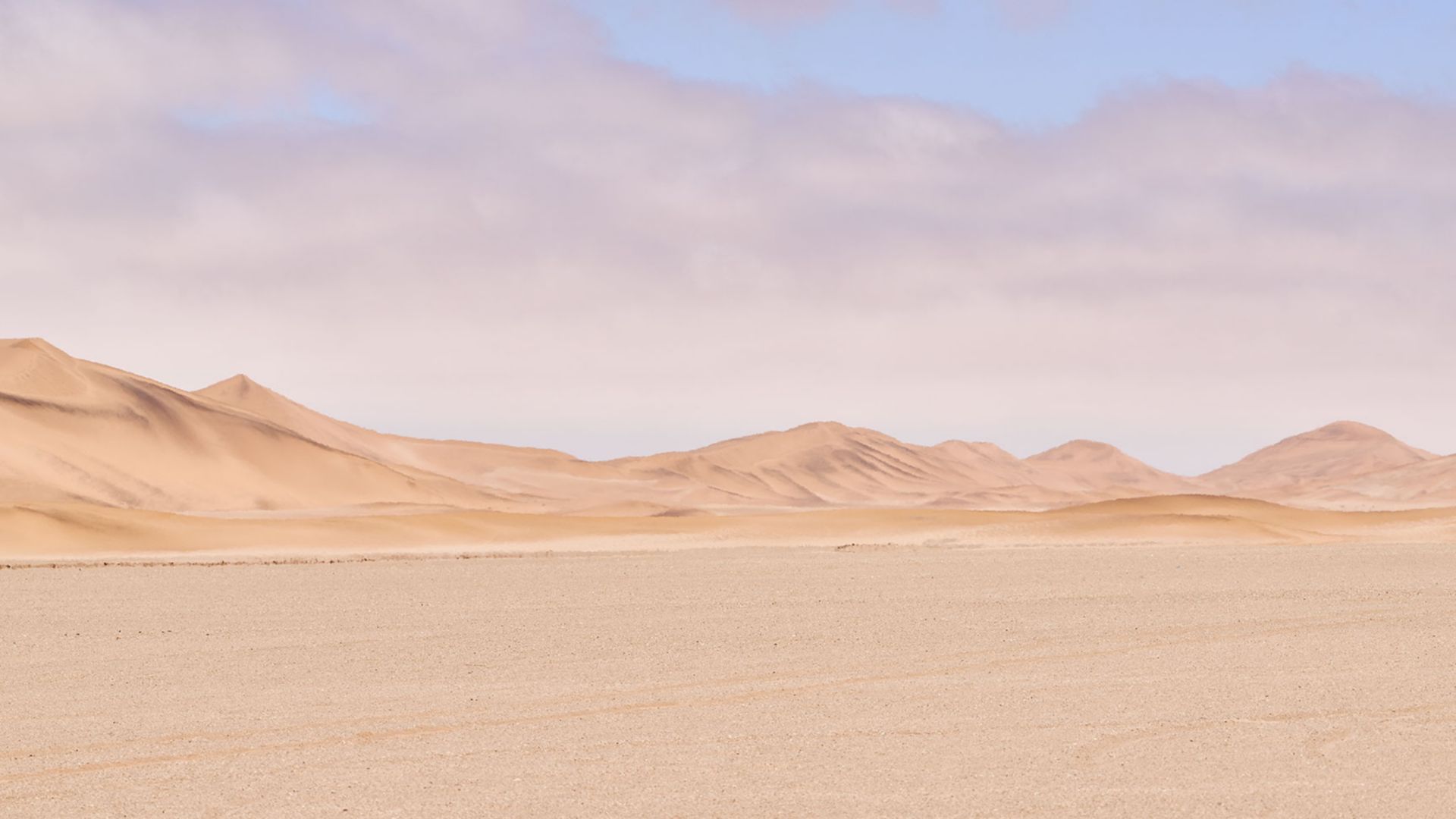 Die außergewöhnliche Tierwelt der Namib-Wüste     
