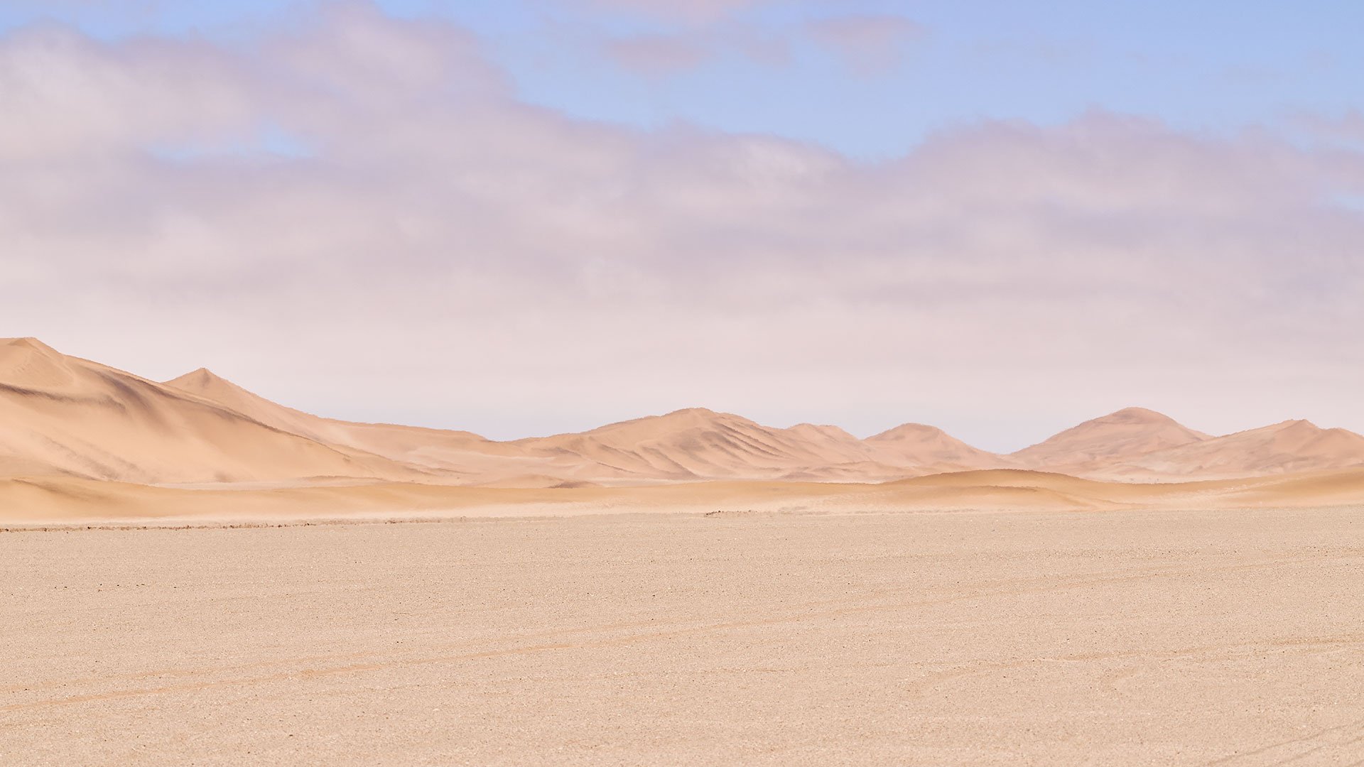 Die außergewöhnliche Tierwelt der Namib-Wüste     