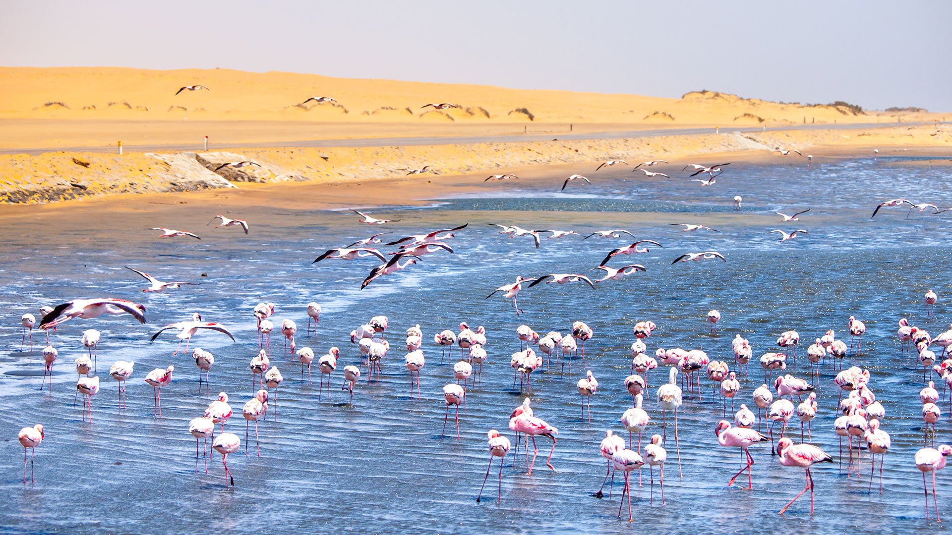 Pink flamingos in Walvis Bay