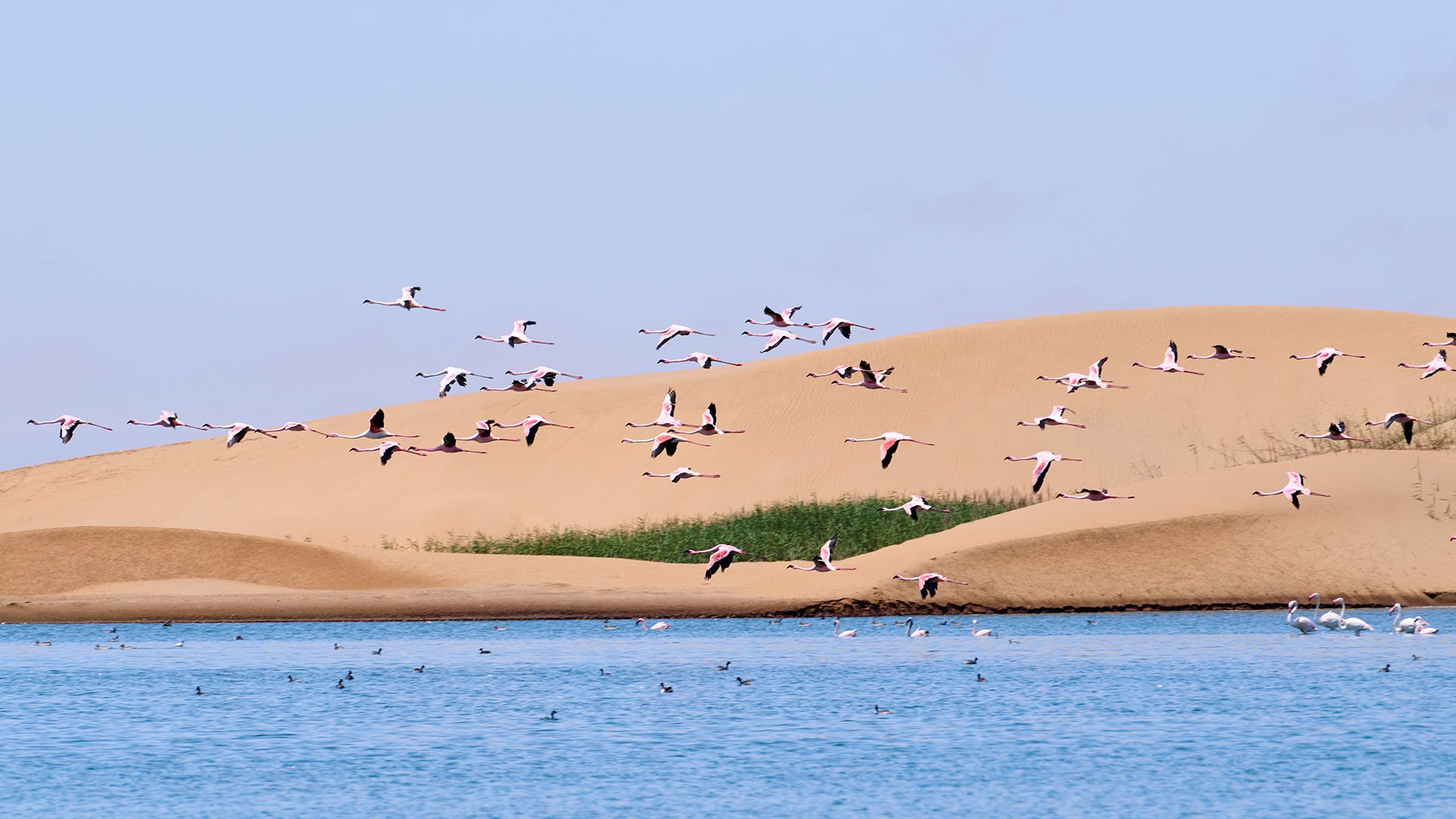 Walvis Bay´s Flamingos und Gin- Destillerie 