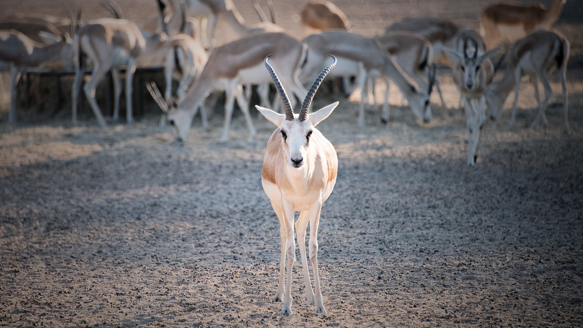 Im Geländewagen durch das Naturreservat von Sir Bani Yas
