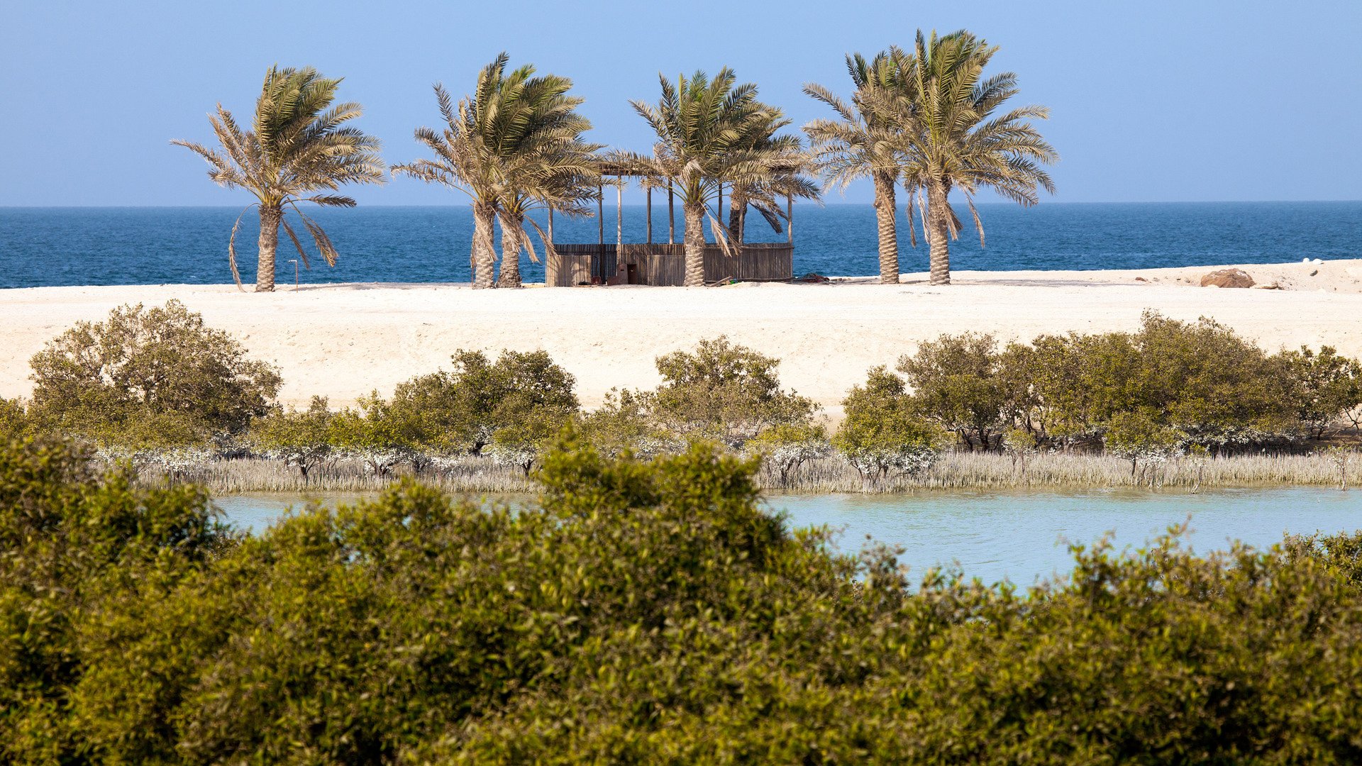 Mangroves and palm trees on Sir Bani Yas island, UAE