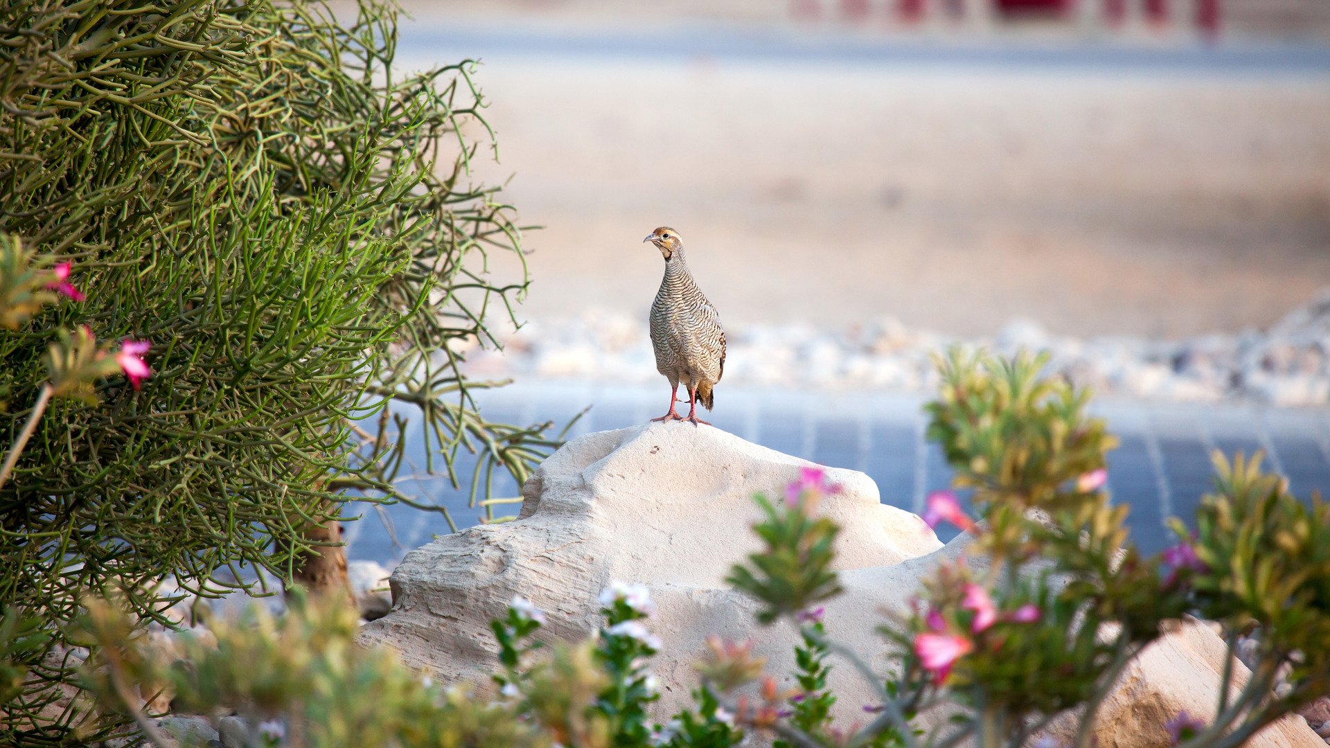 A watchful sandgrouse on Sir Bani Yas island, UAE