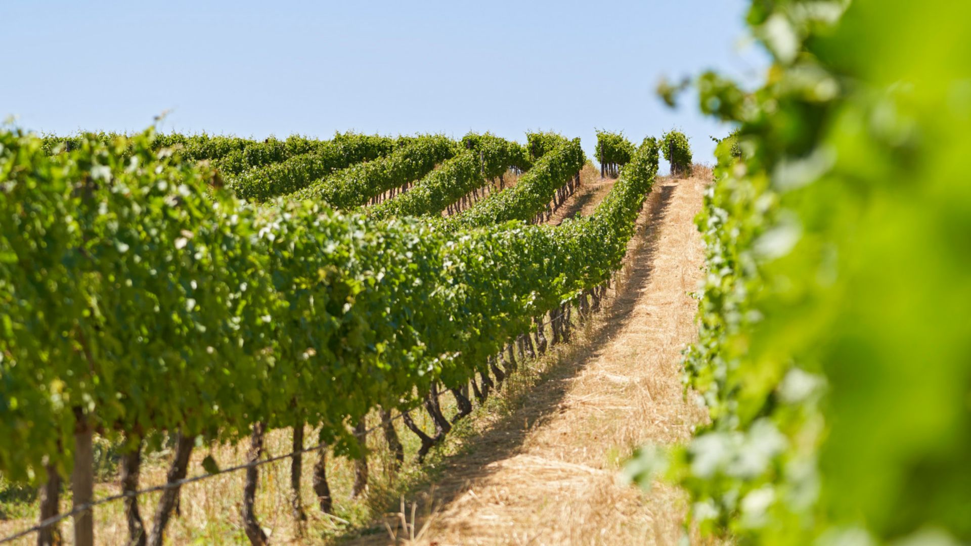 Zadars Weinberge entdecken