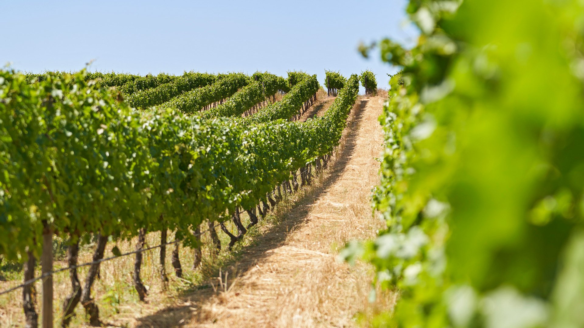 Zadars Weinberge entdecken 