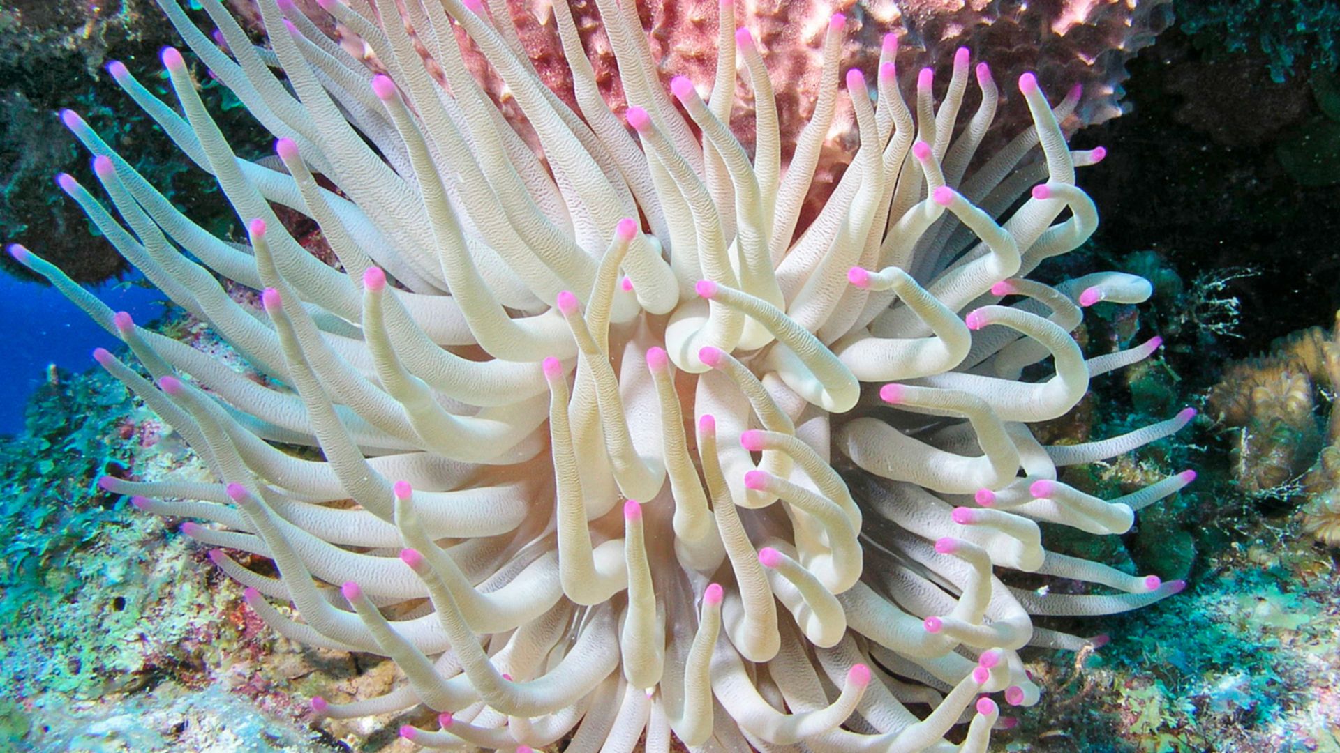 Sea Life & Strandleben: Besuch in Blankenberge