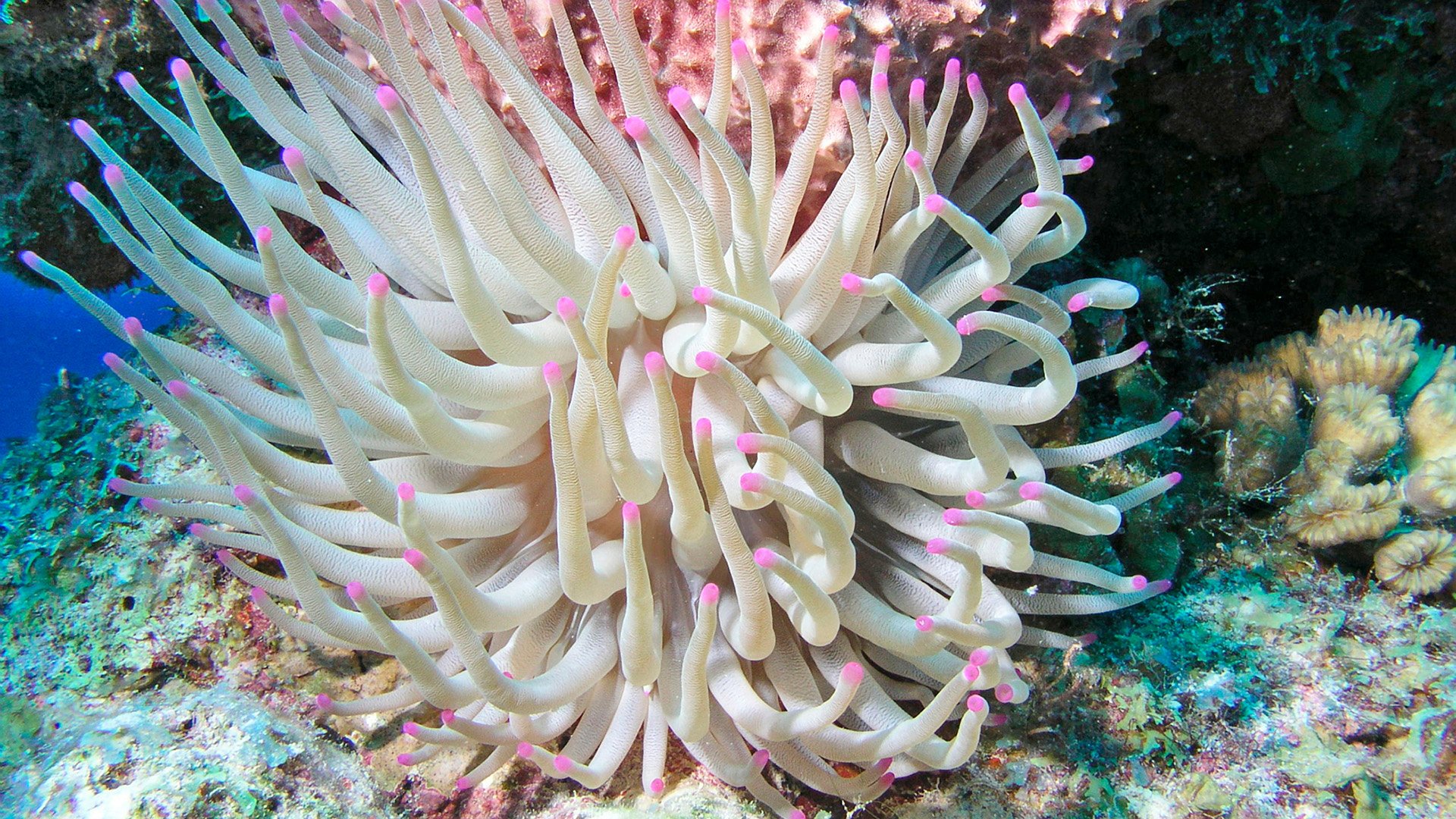 Sea Life & Strandleben: Besuch in Blankenberge