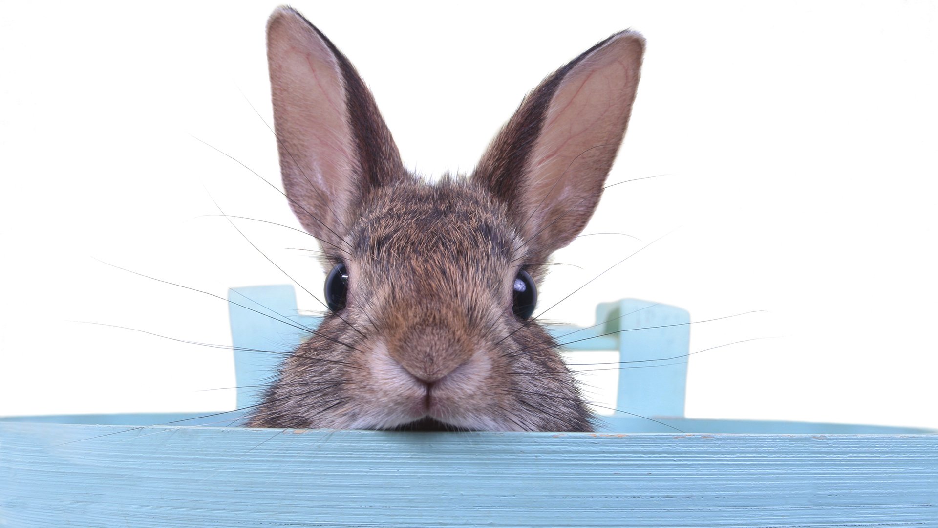 Der Osterhase guckt über den Tischrand