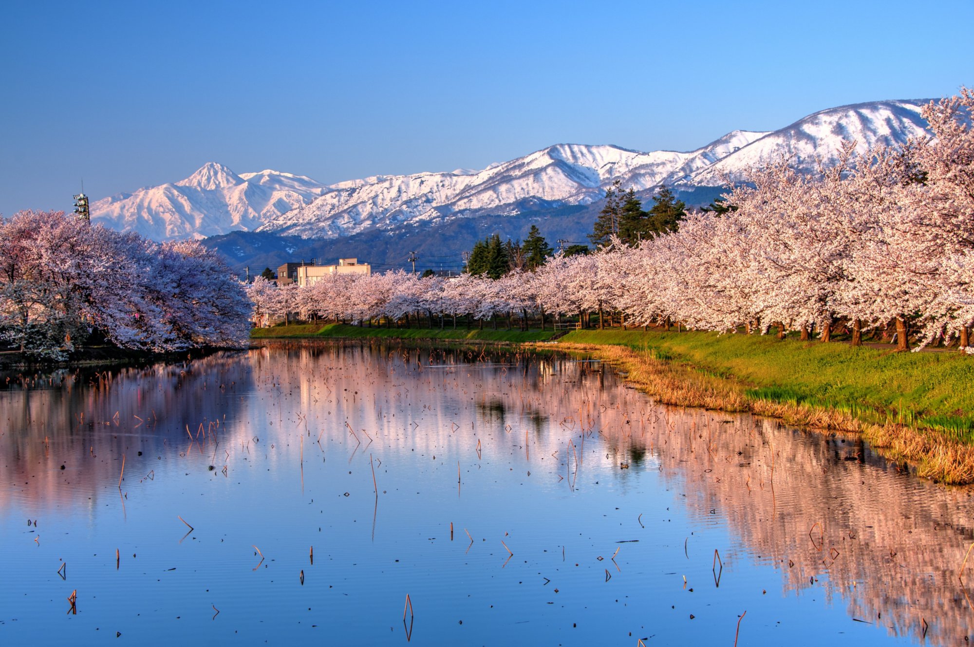 Myoko Range with Cherry Blossom in the foreground, Niigata, Japan; Shutterstock ID 784566184; purchase_order: BB23-28333 at; job: ; client: AIDA Cruises; other: 