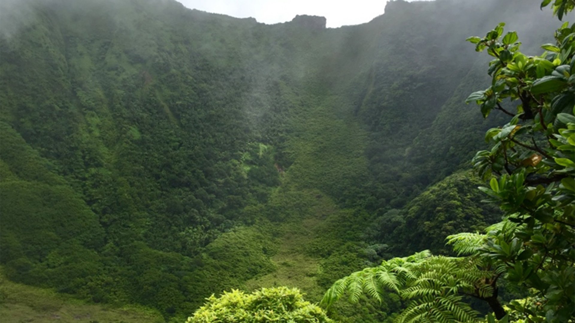 Wanderung durch St. Kitts' Regenwald
