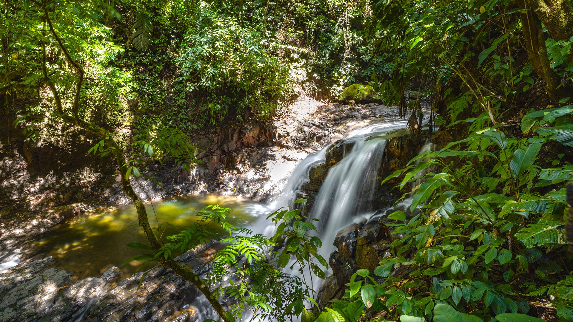 Costa Ricas Regenwald zu Wasser und aus der Luft erleben