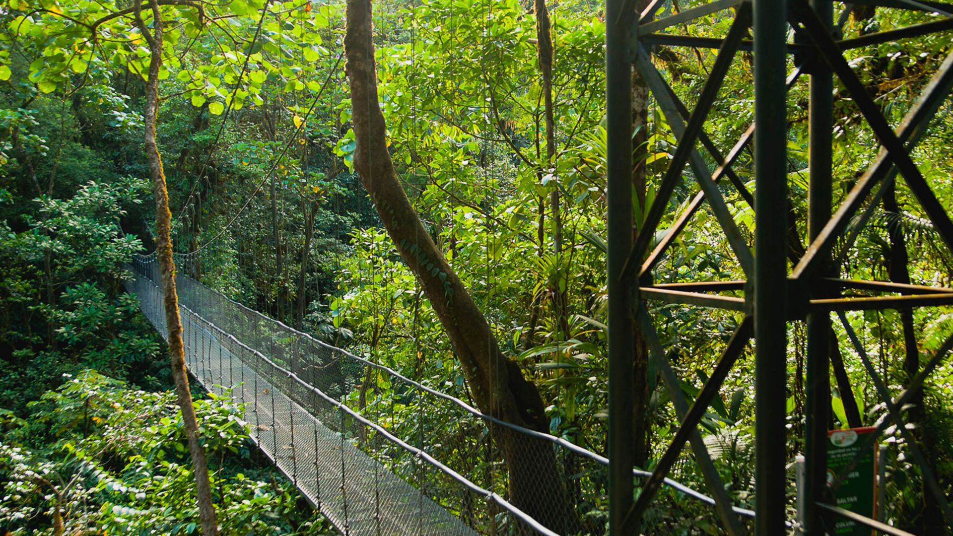 Über Hängebrücken durch den Regenwald