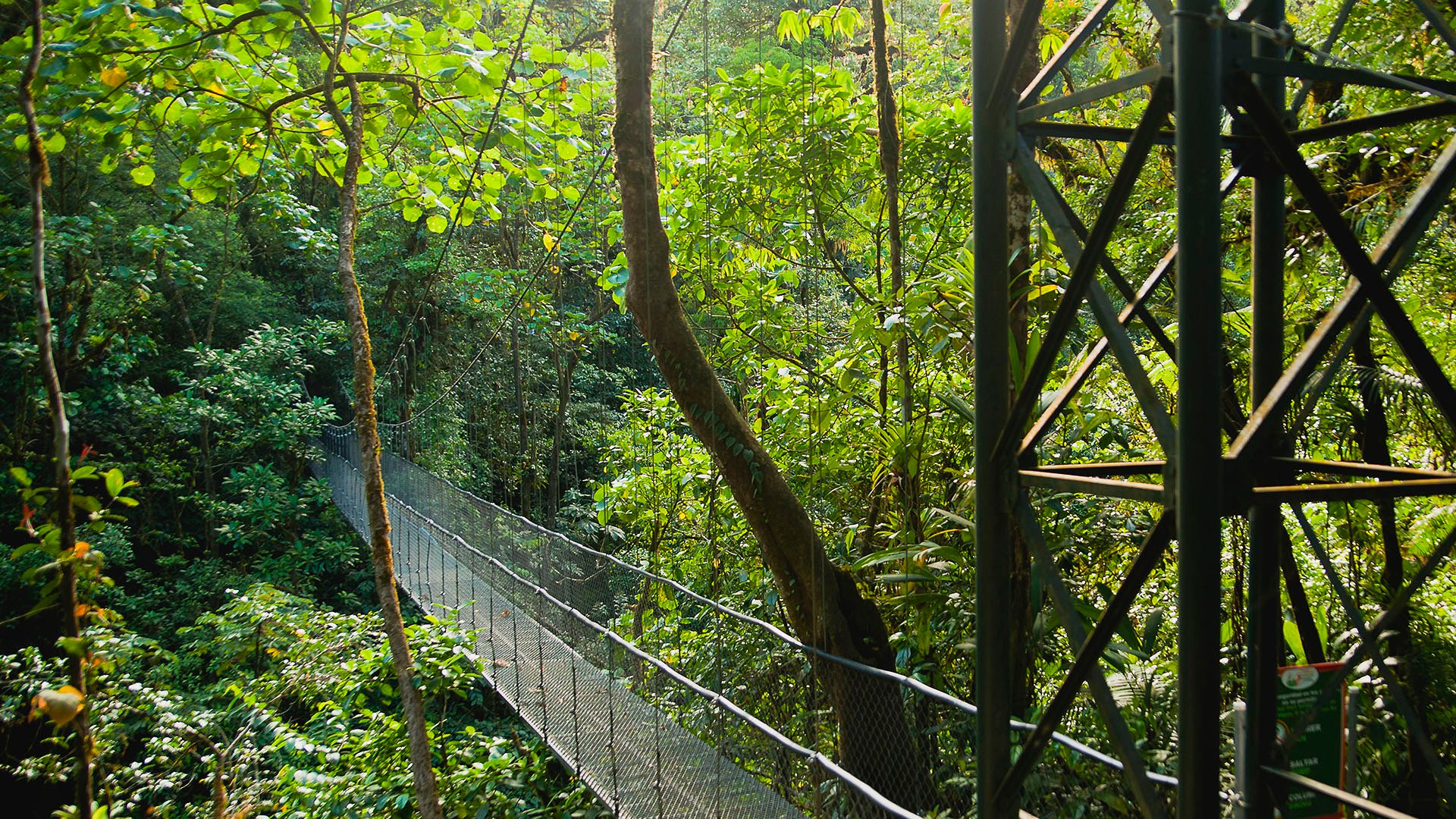Über Hängebrücken durch den Regenwald