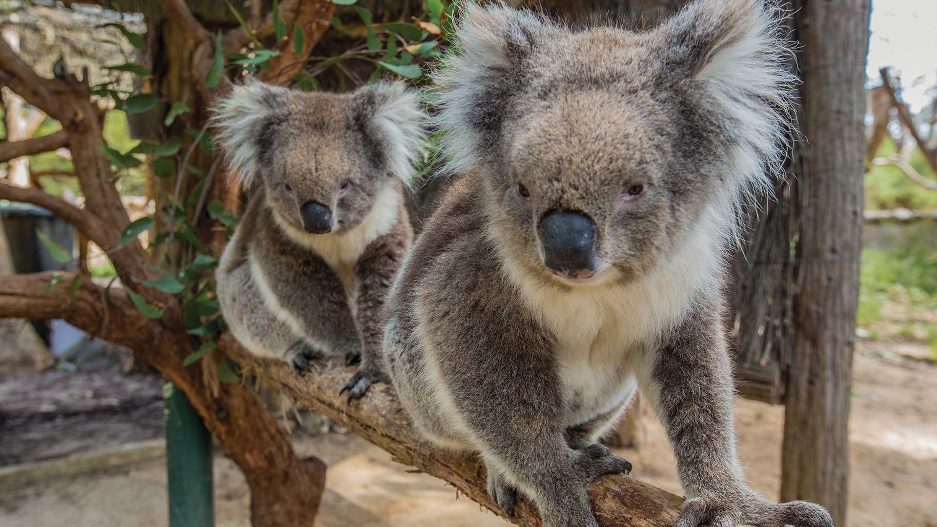 Koalas at Cleland Wildlife Park