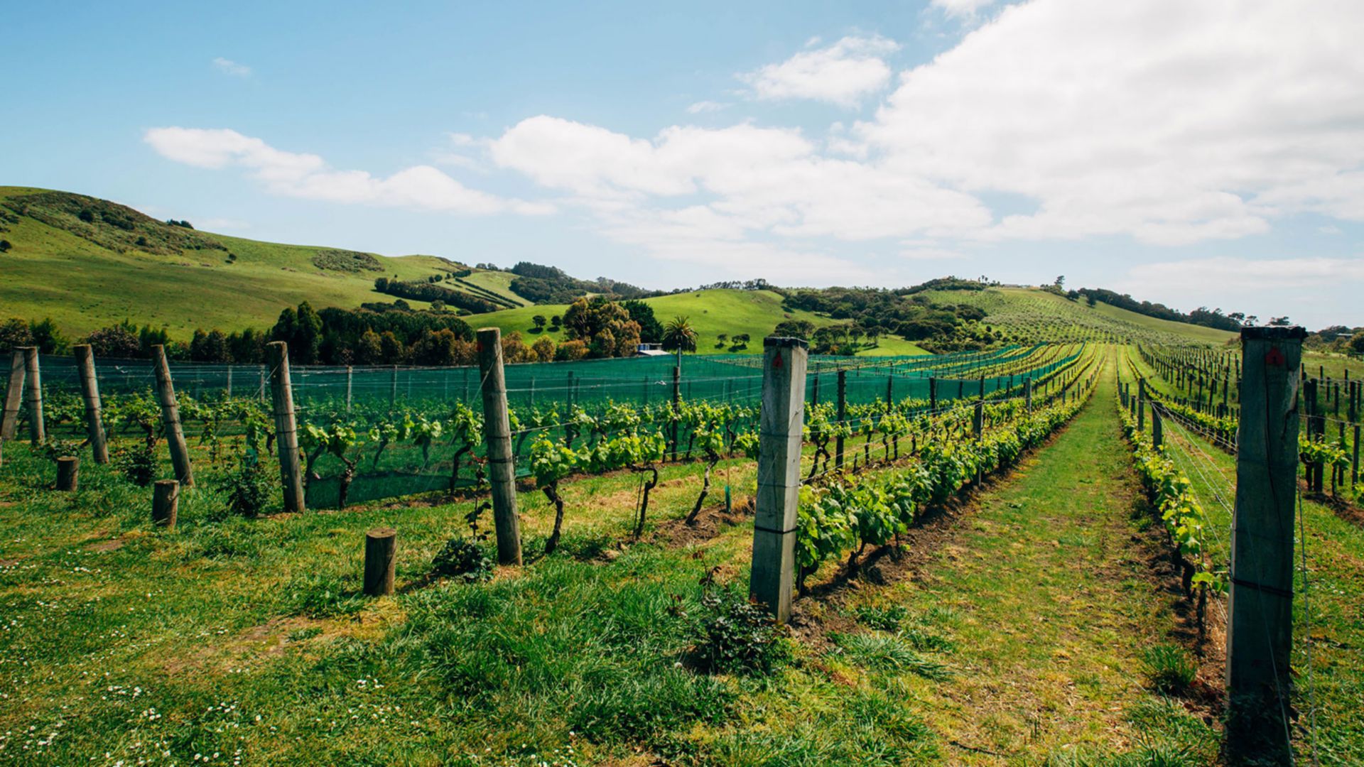 Zu den Weingütern auf Waiheke Island