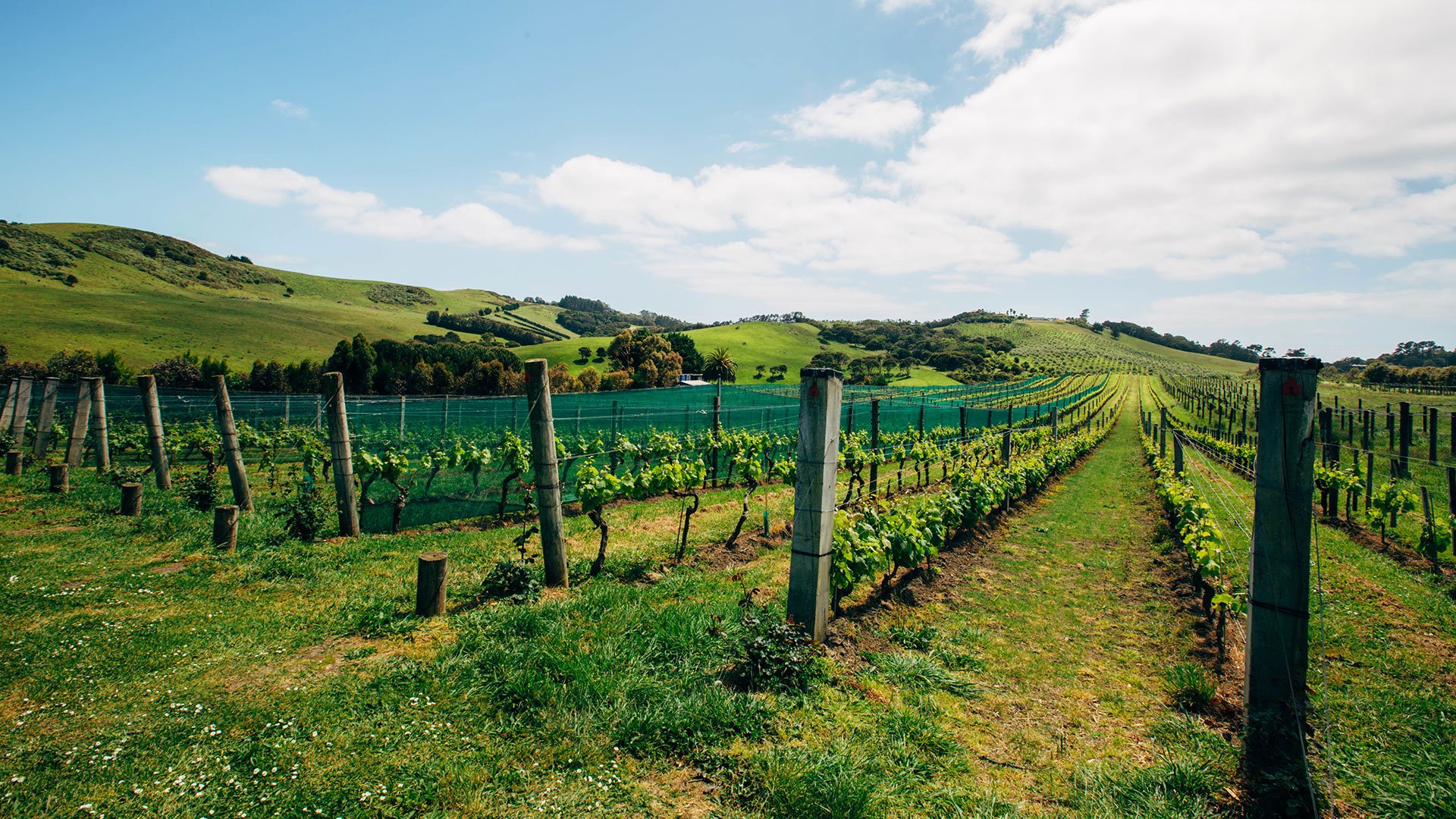 Zu den Weingütern auf Waiheke Island