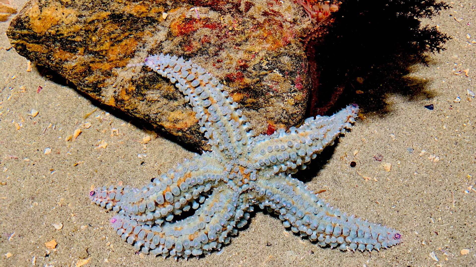 Wunderbare Inselwelt und Aquarium