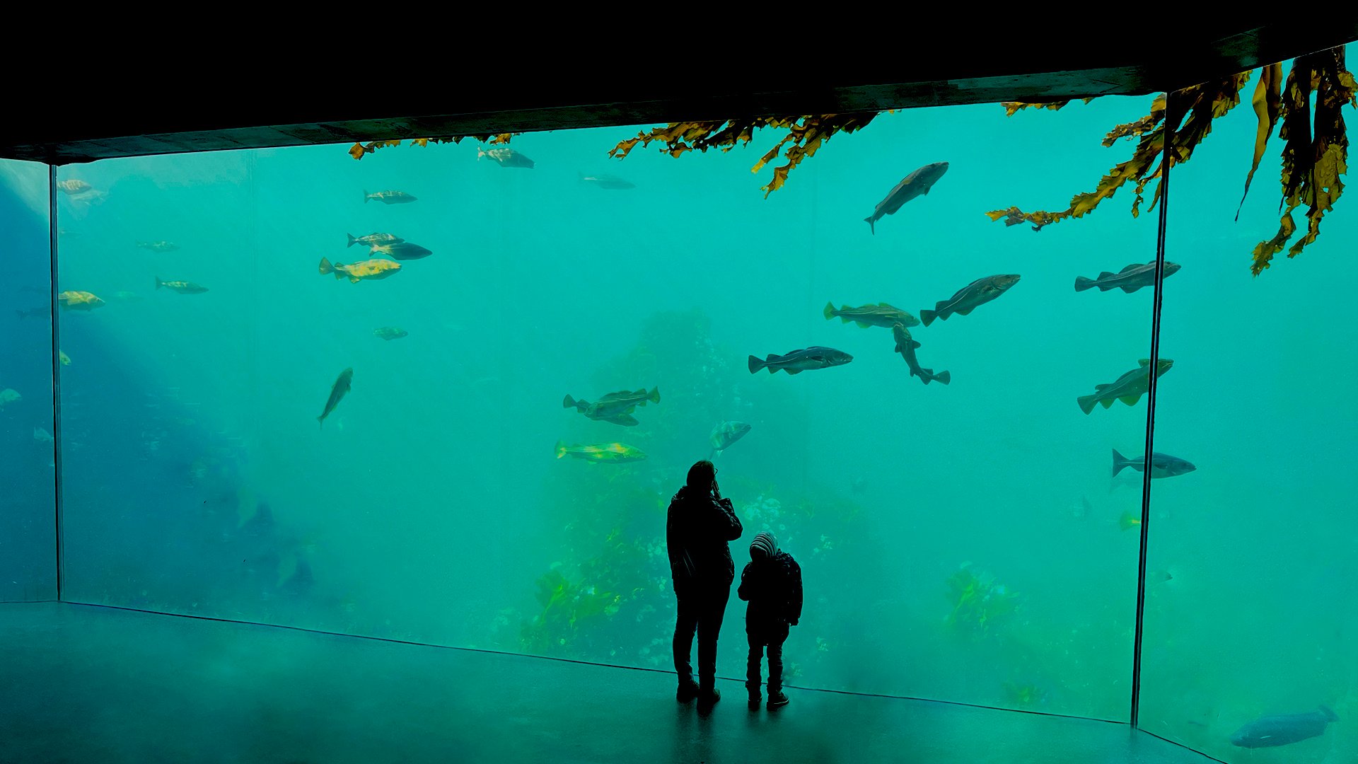 Besuch des Aquariums von Ålesund