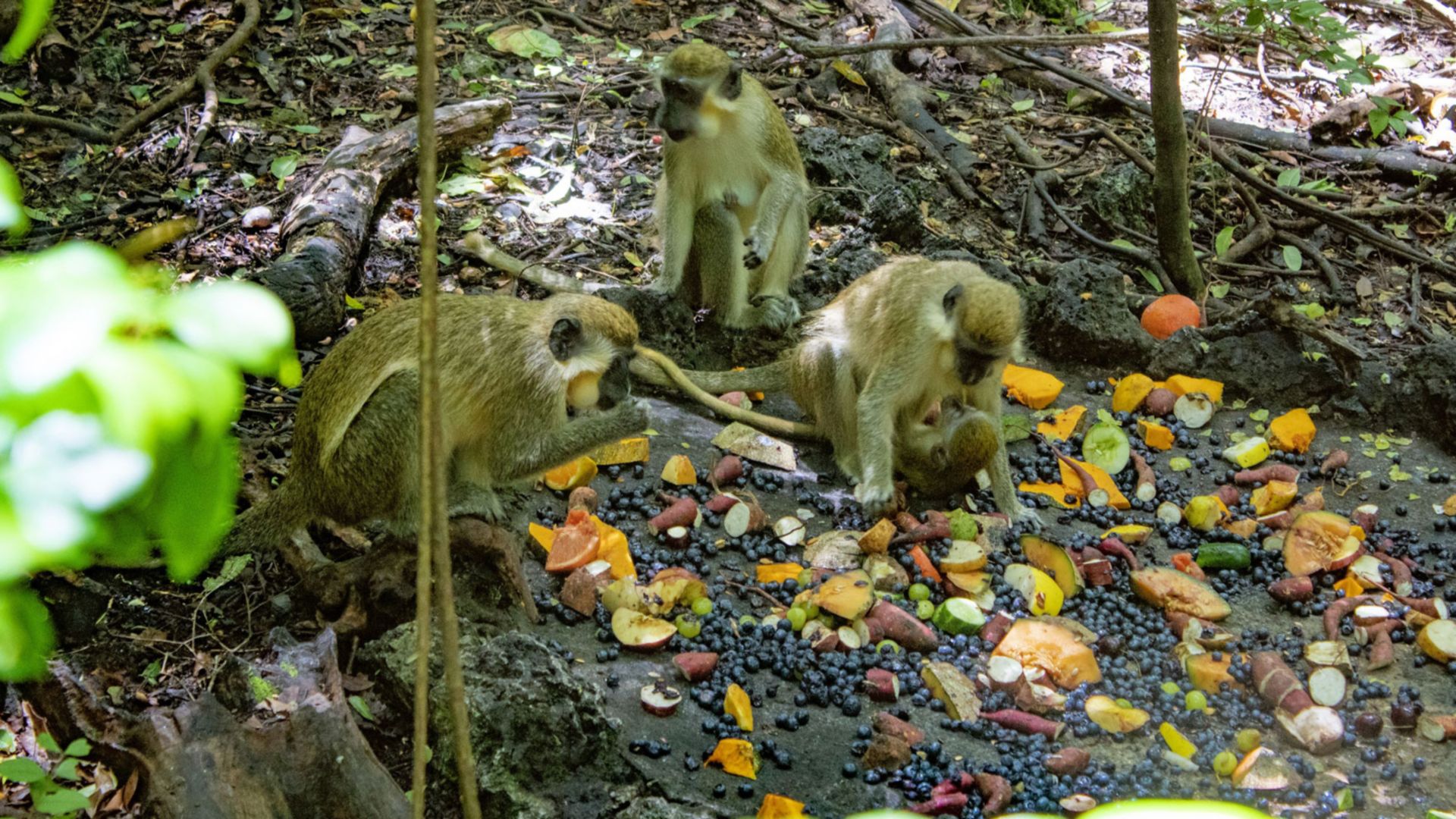 Tierisch: Besuch im Barbados Wildlife Reserve
