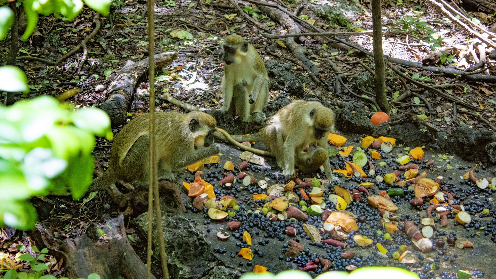 Tierisch: Besuch im Barbados Wildlife Reserve