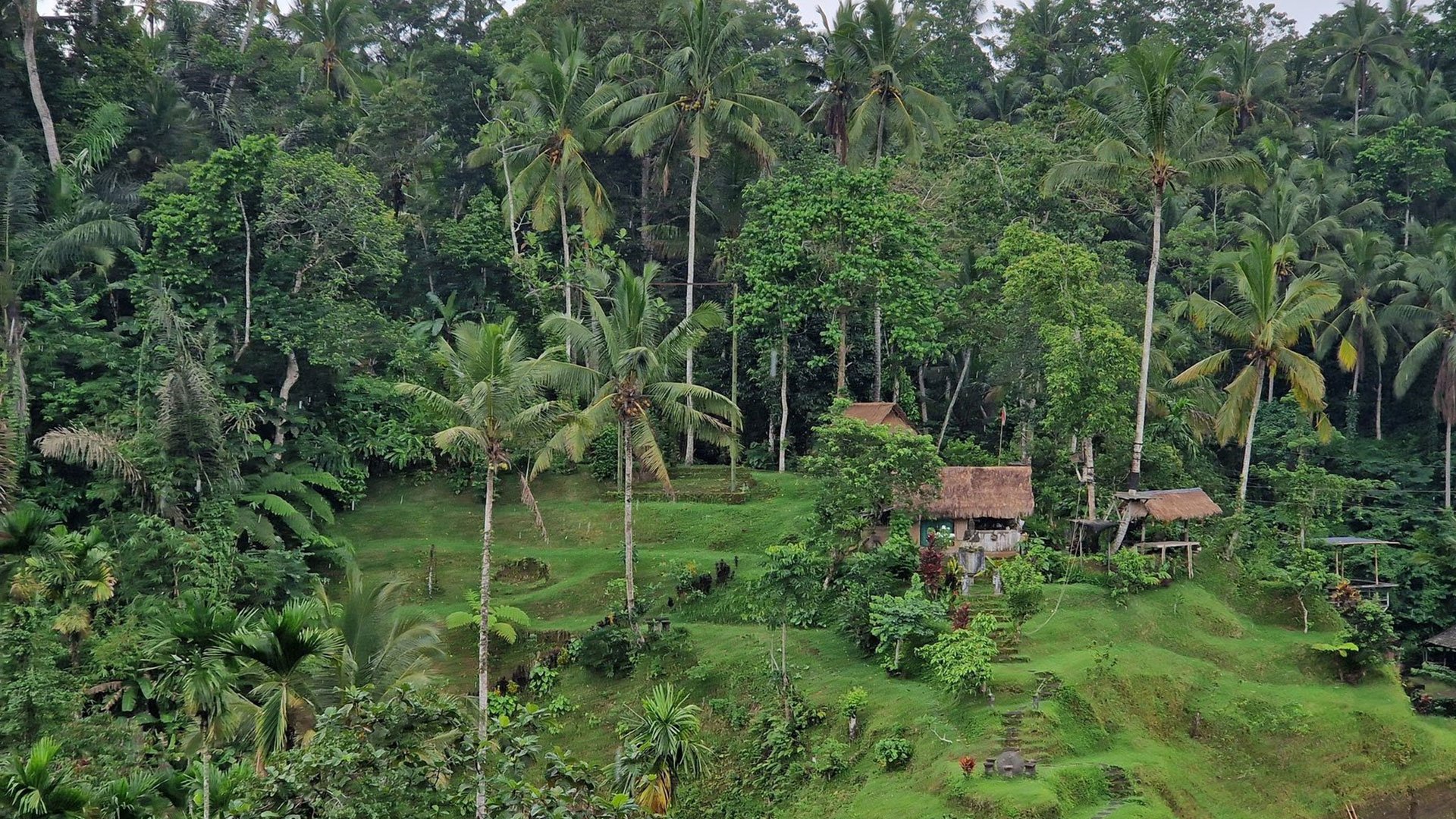 Ubud auf eigene Faust