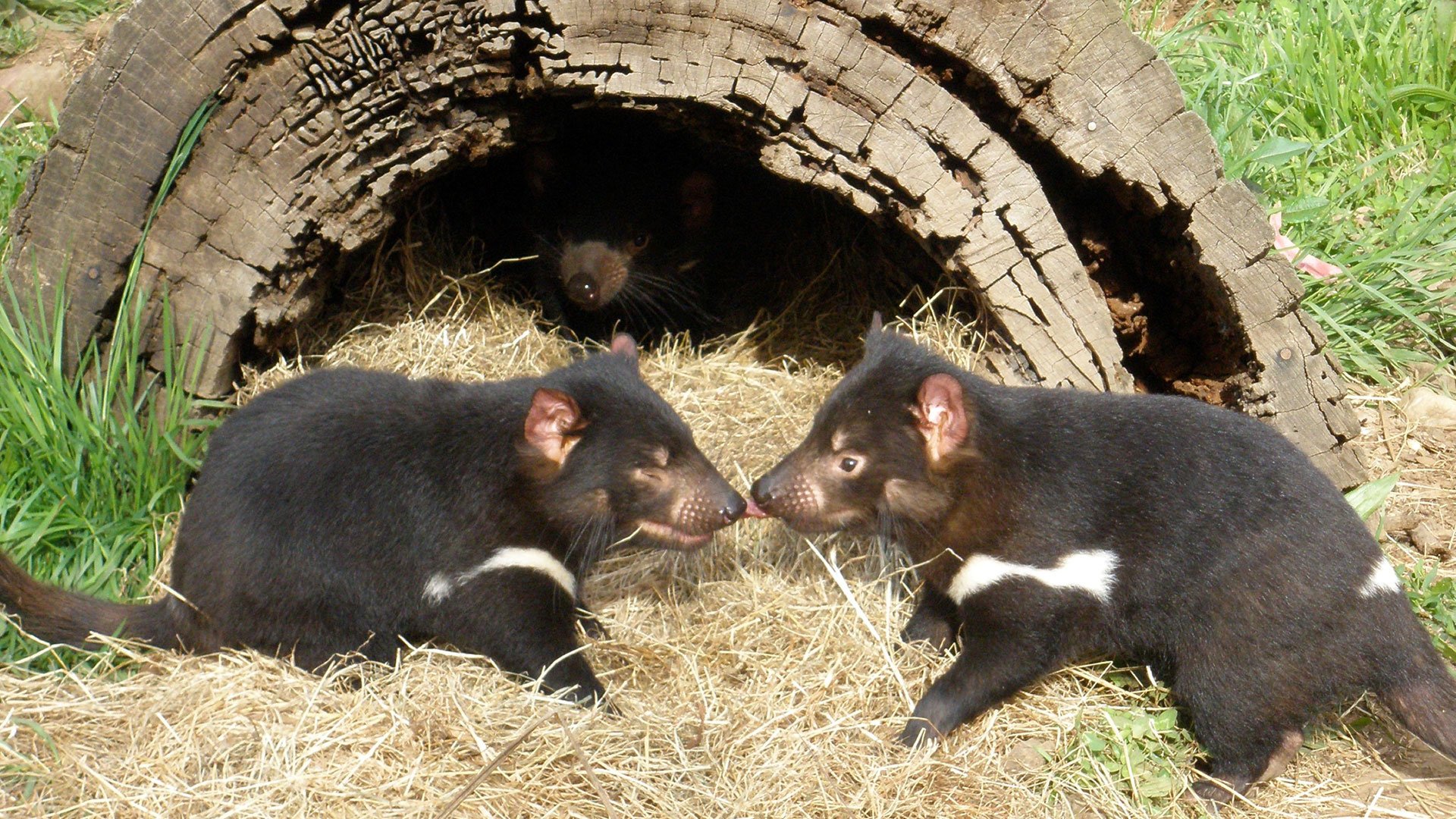 Wings Wildtierpark selbstständig erkunden