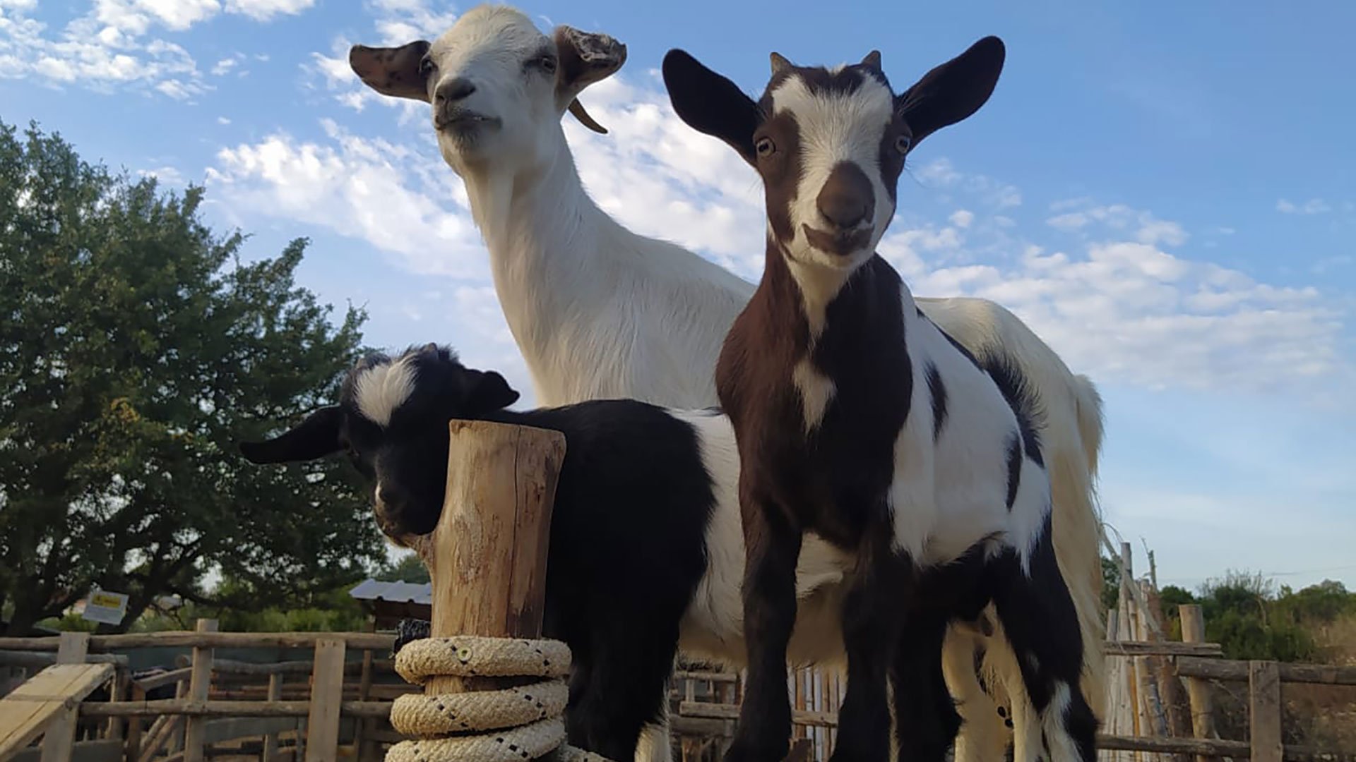Für Familien: Besuch im Wildpark