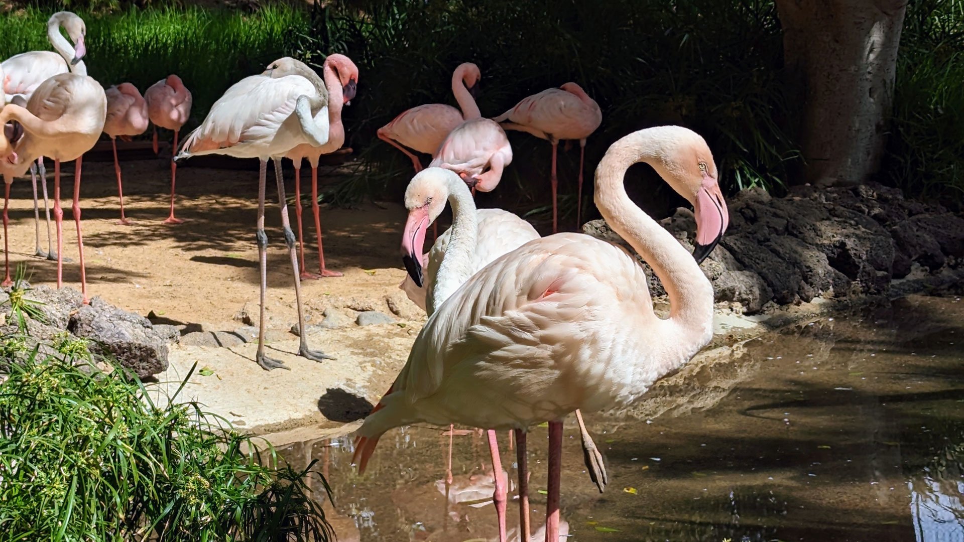 Im Reich der Tiere: Oasis Wildlife Fuerteventura