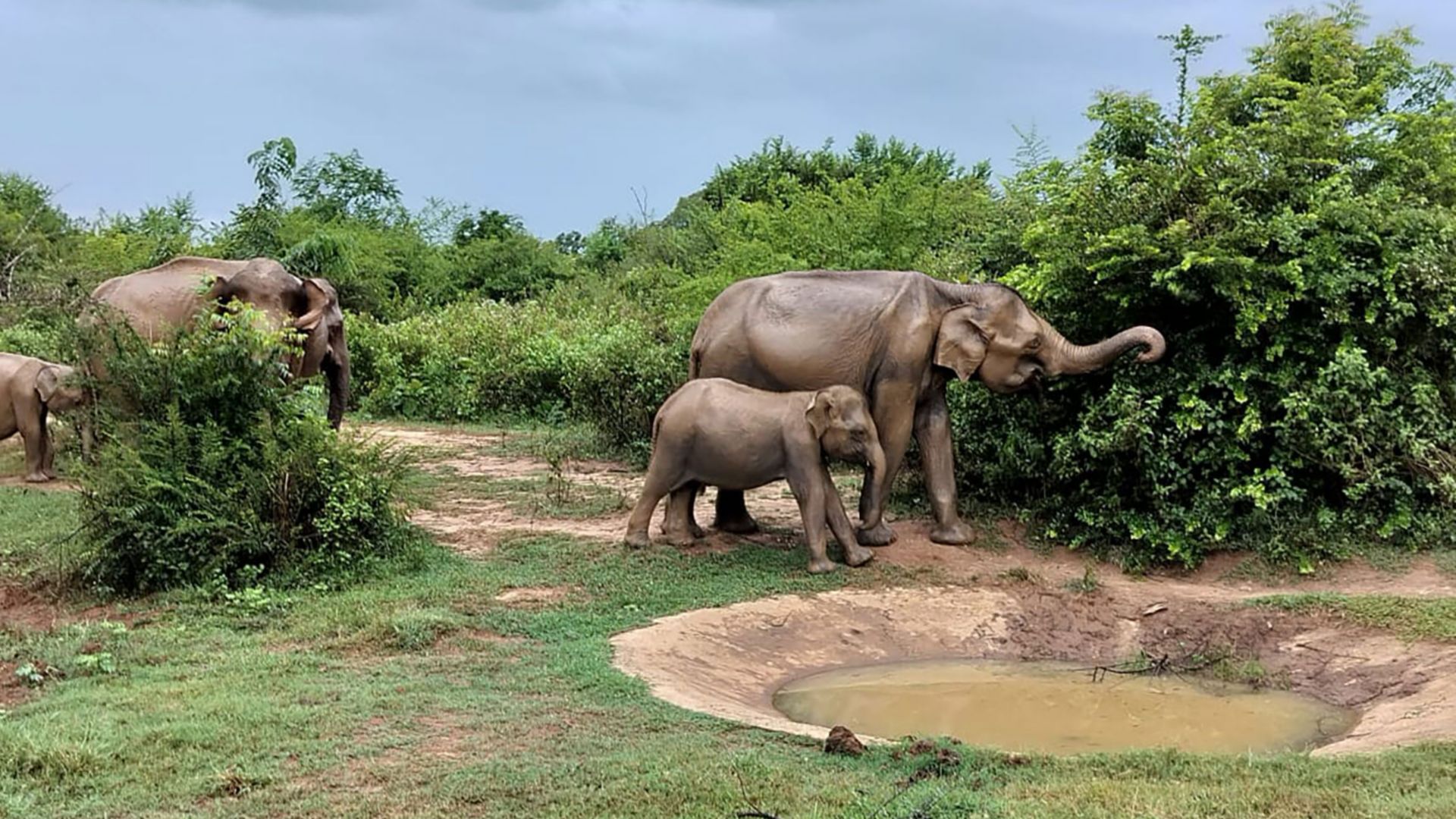 Udawalawe: Im Reich der Elefanten