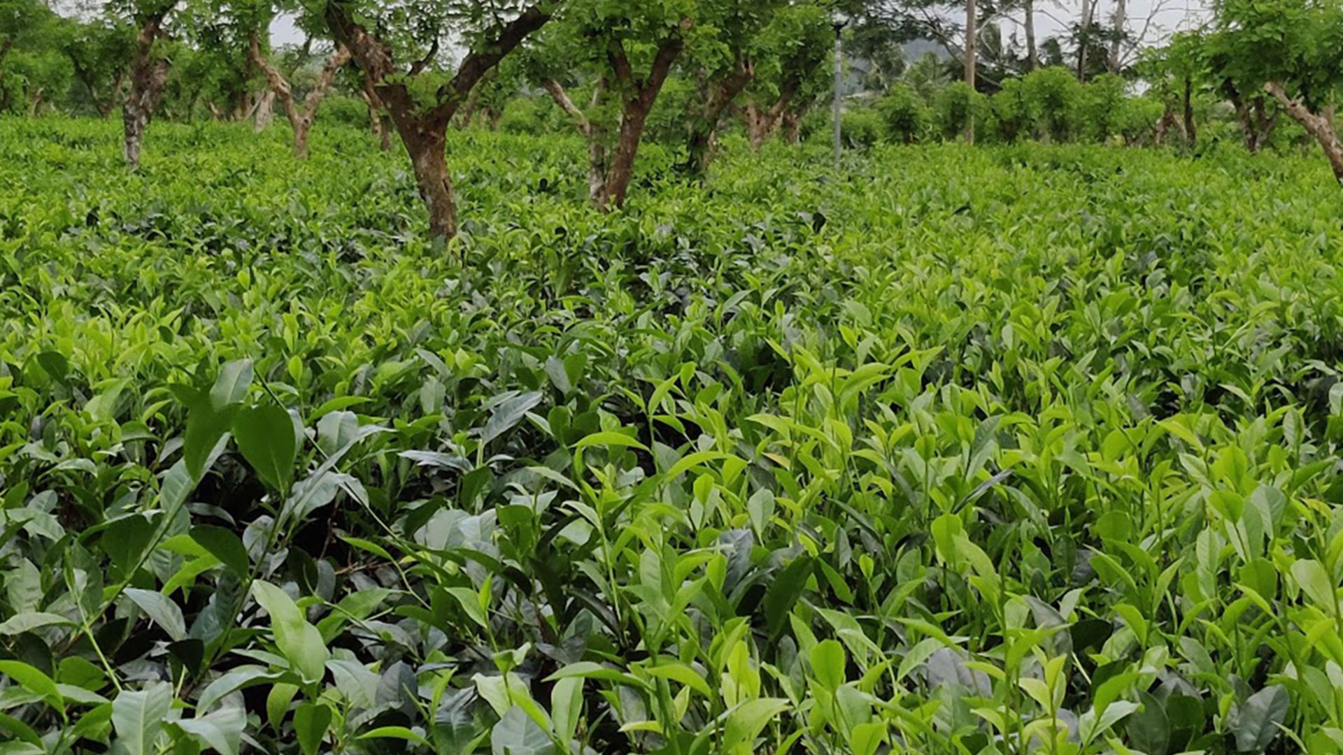Teezauber in Sri Lanka
