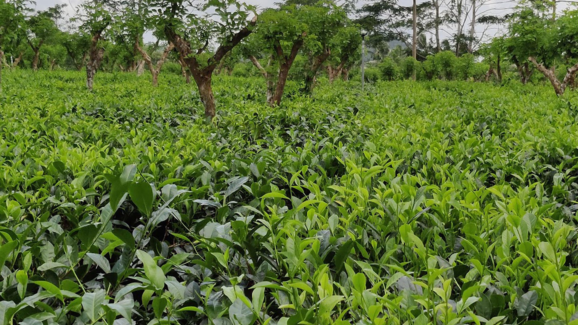 Teezauber in Sri Lanka