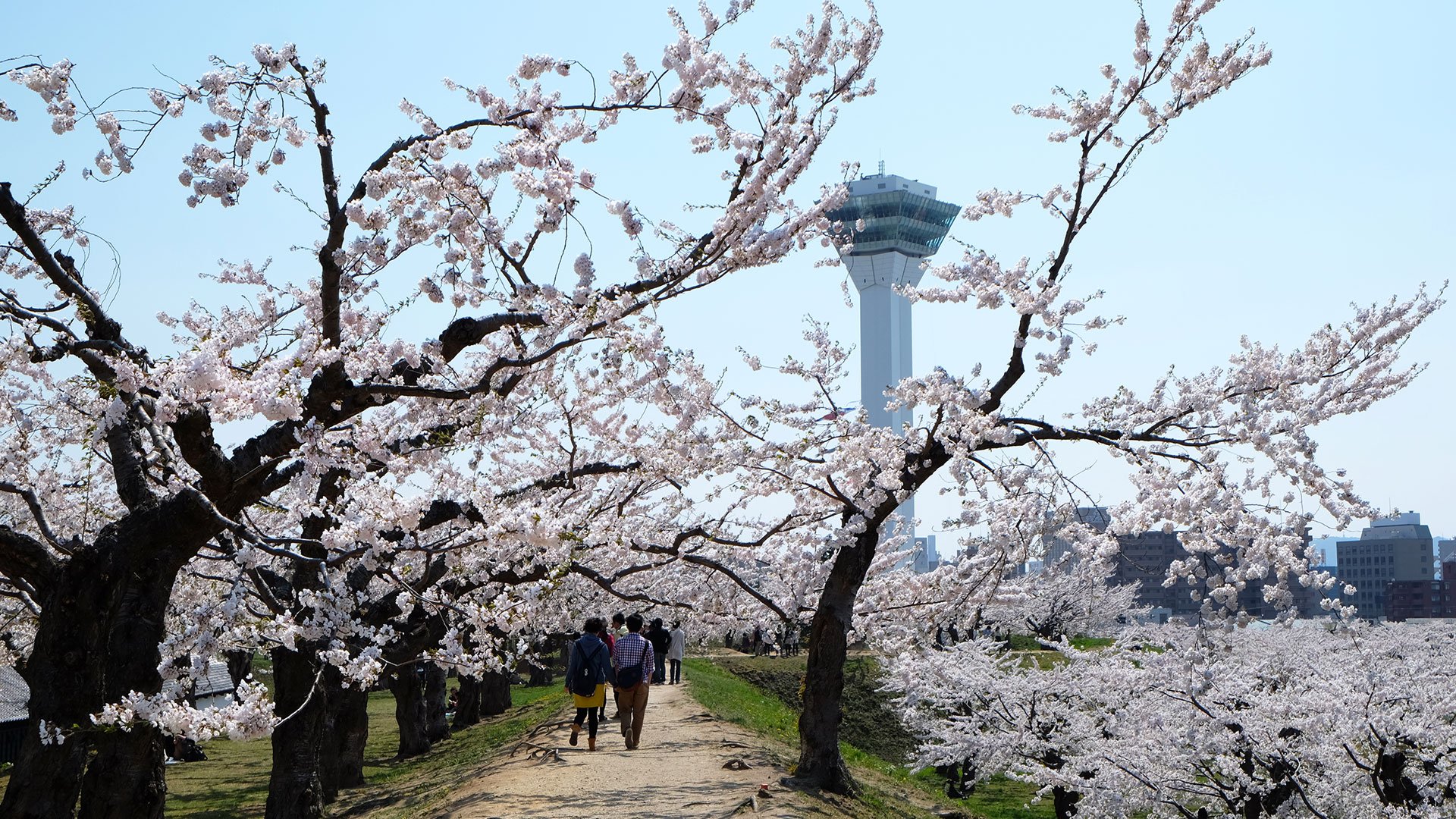 Goryokaku Park und spektakuläre Aussicht