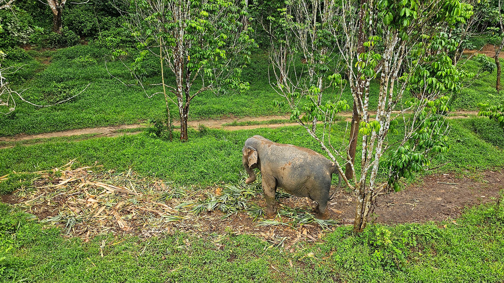 Besuch des Elephant Santuary Parks