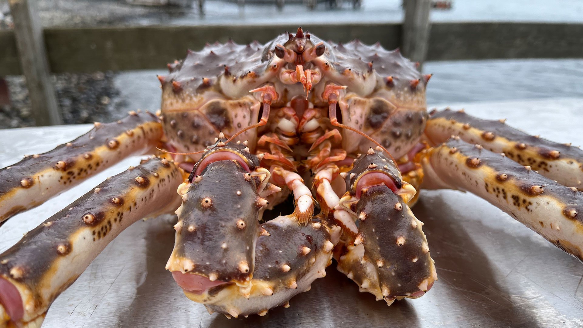 Per Bus zu den Königskrabben