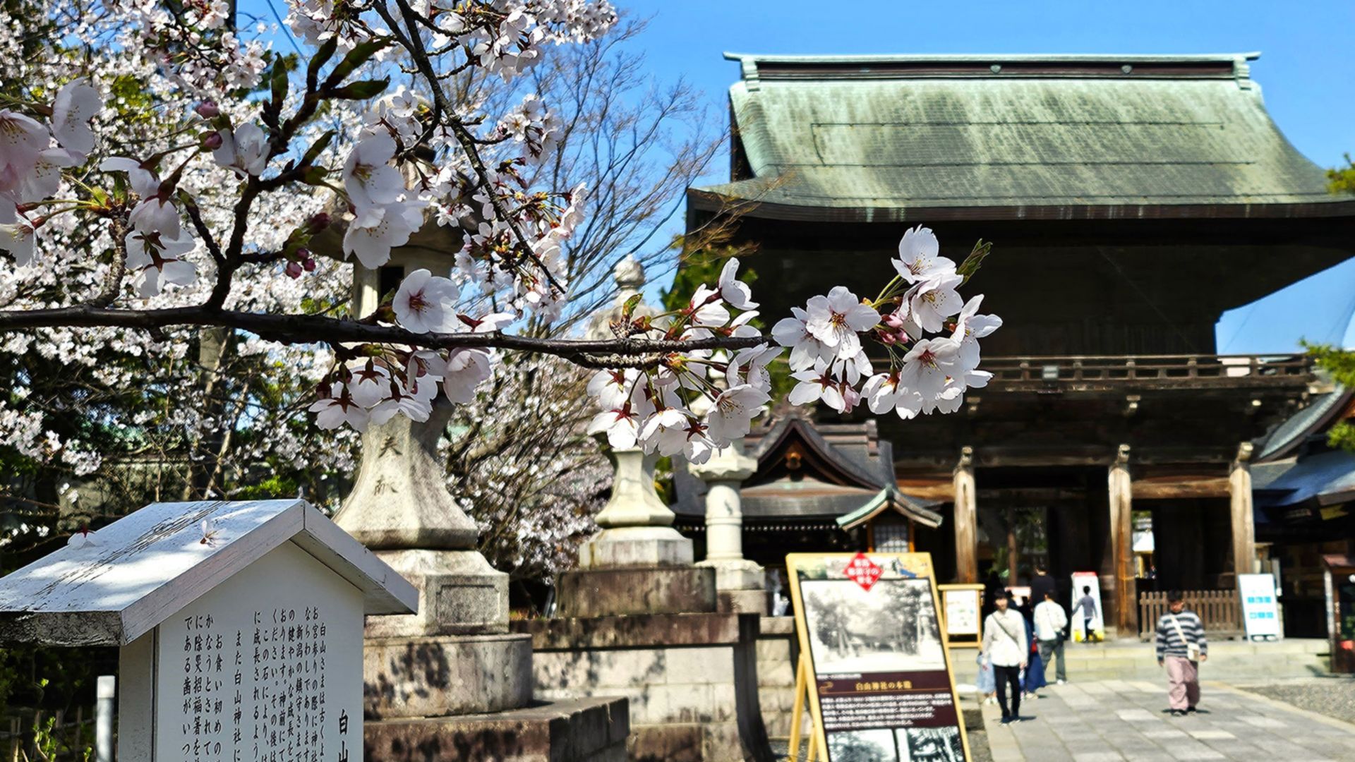 Kirschbäume im Hakusan-Park und japanische Baukunst