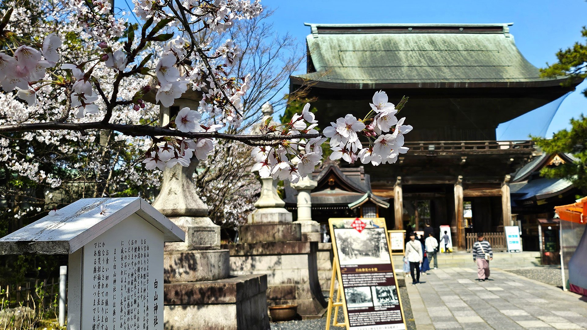 Kirschbäume im Hakusan-Park und japanische Baukunst
