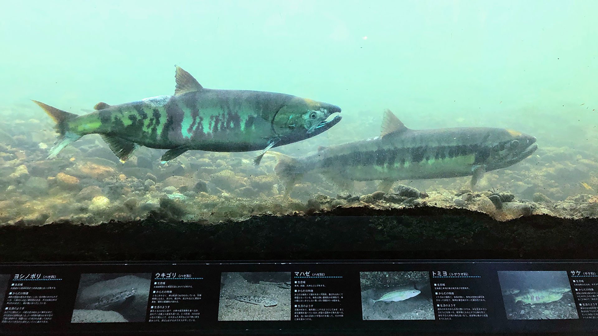 Lachsmuseum Iyoboya Kaikan und Fußbaderlebnis