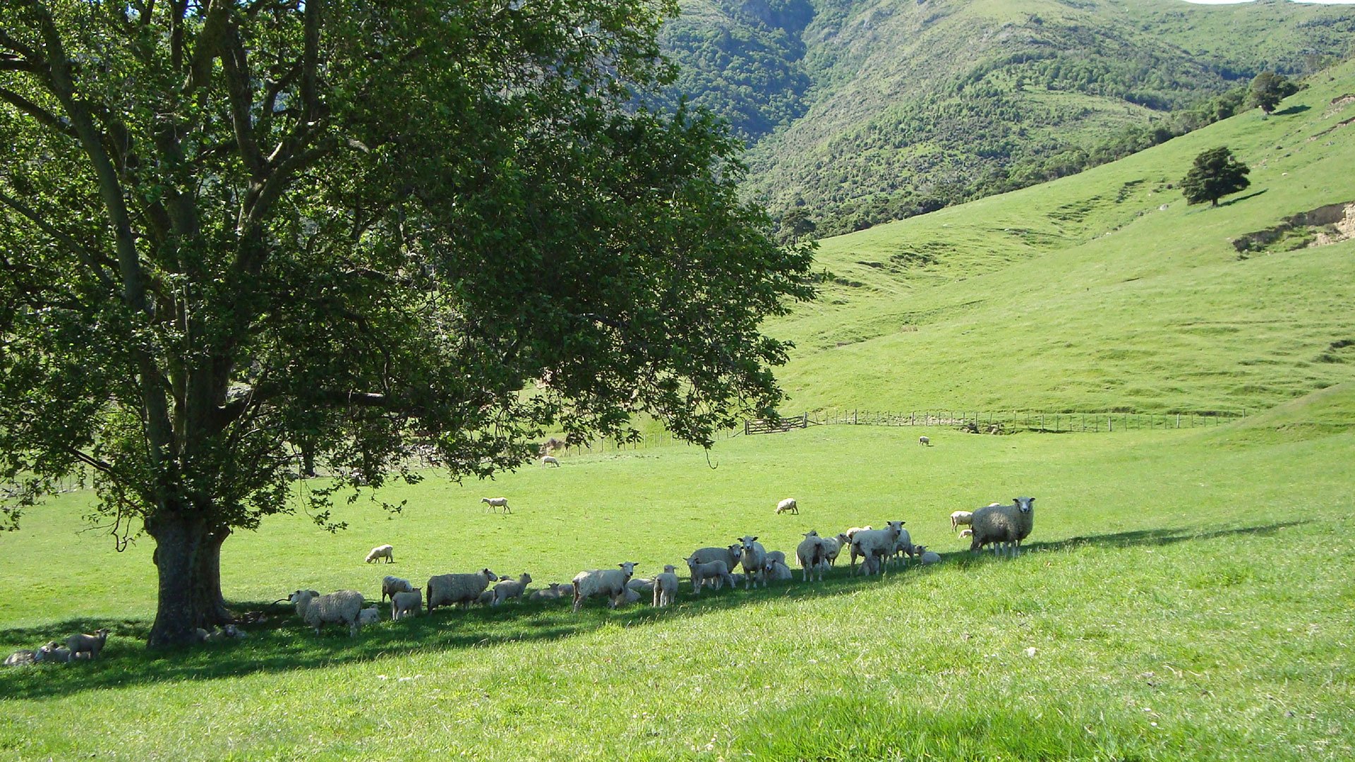 Ein halber Tag auf der Menderley Farm